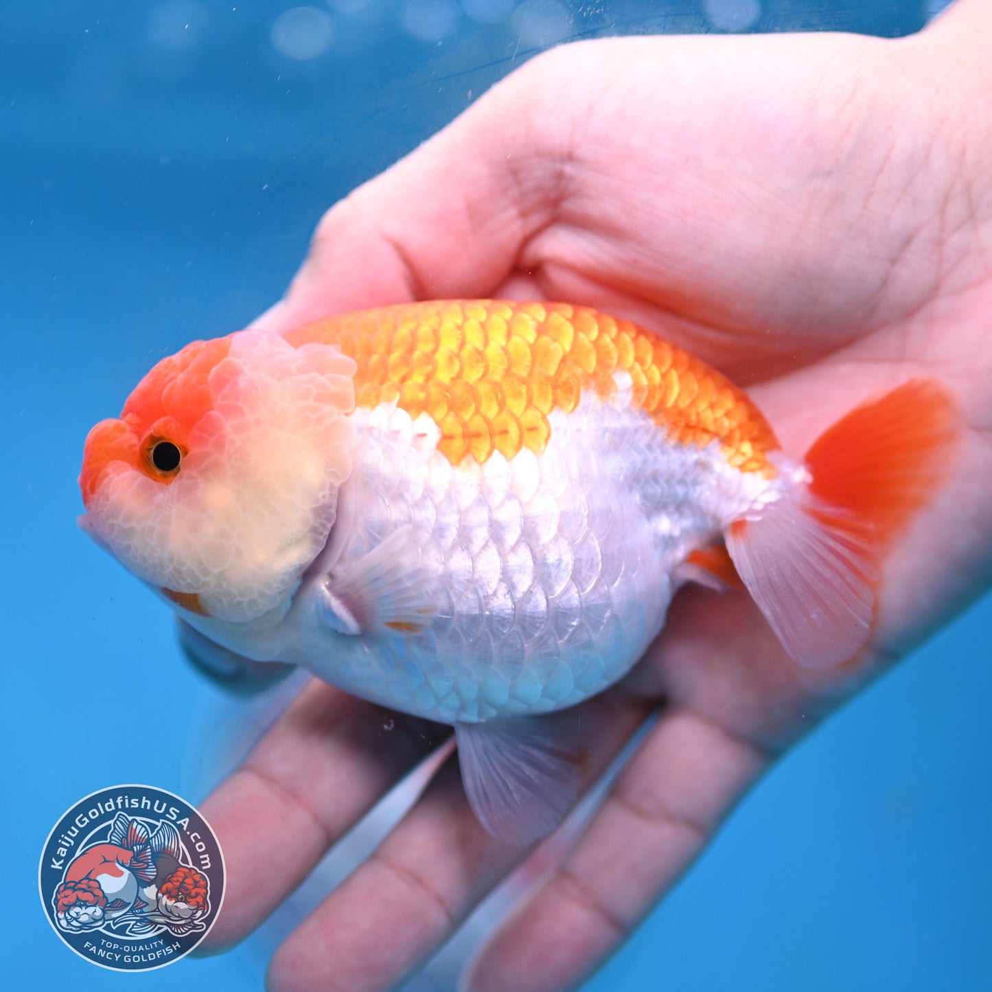 AA Grade Red White Lionchu/Ranchu 3.8 inch Body (260220_RC01)