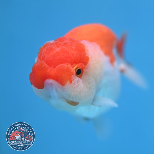 AA Grade Red White Lionchu/Ranchu 3.8 inch Body (260220_RC01)