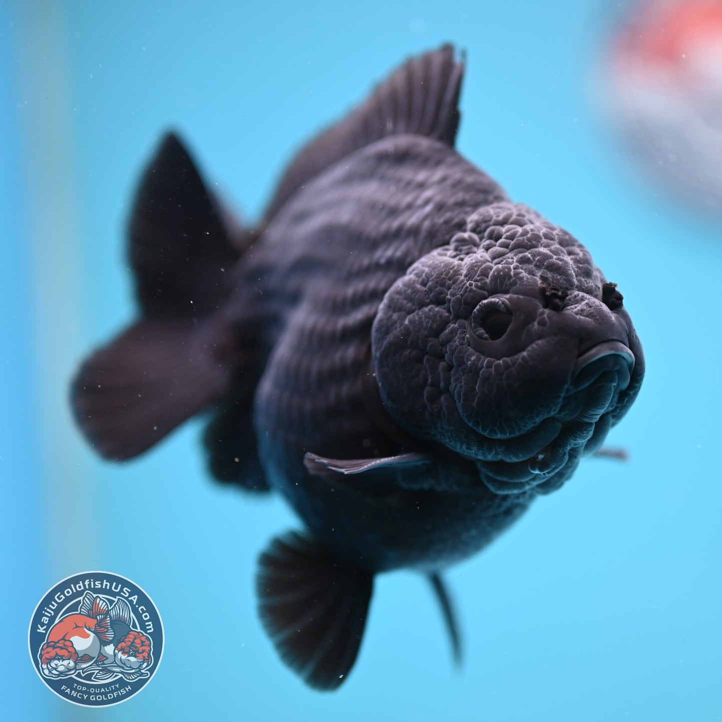 AA Grade Shogun Jet Black Oranda 4 inch Body (260123_OR13)