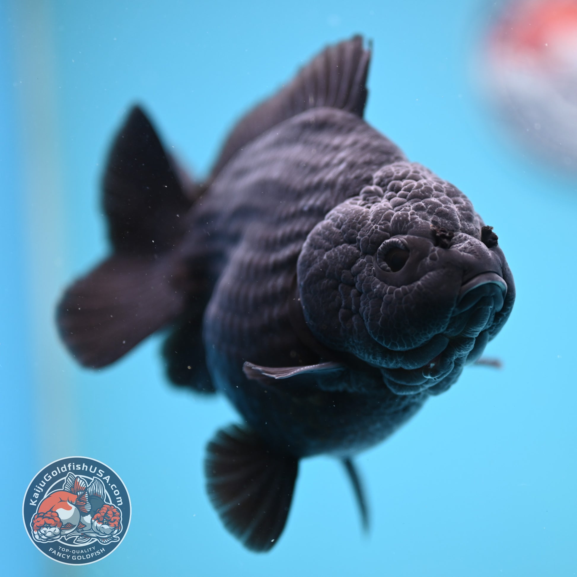 AA Grade Shogun Jet Black Oranda 4 inch Body (260123_OR13)