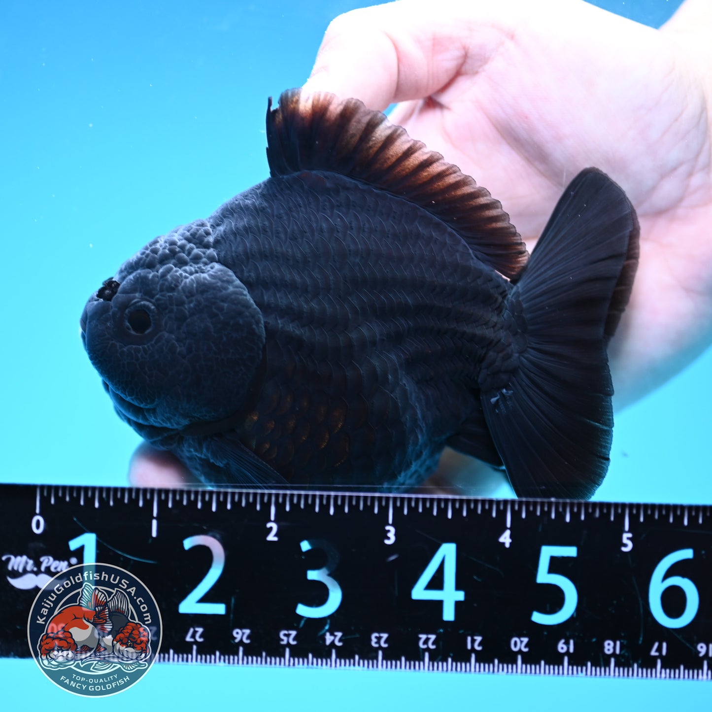 AA Grade Shogun Jet Black Oranda 4 inch Body (260123_OR13)