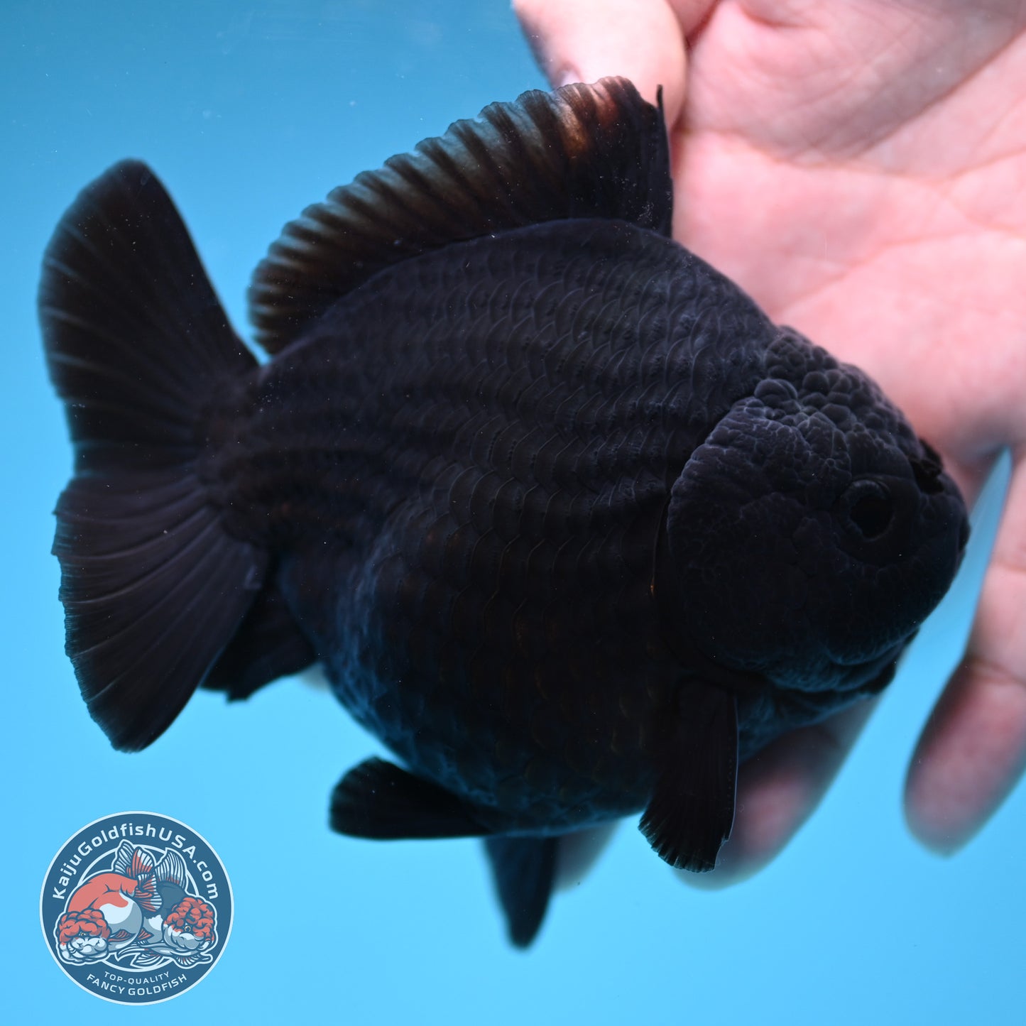 AA Grade Shogun Jet Black Oranda 4 inch Body (260123_OR13)