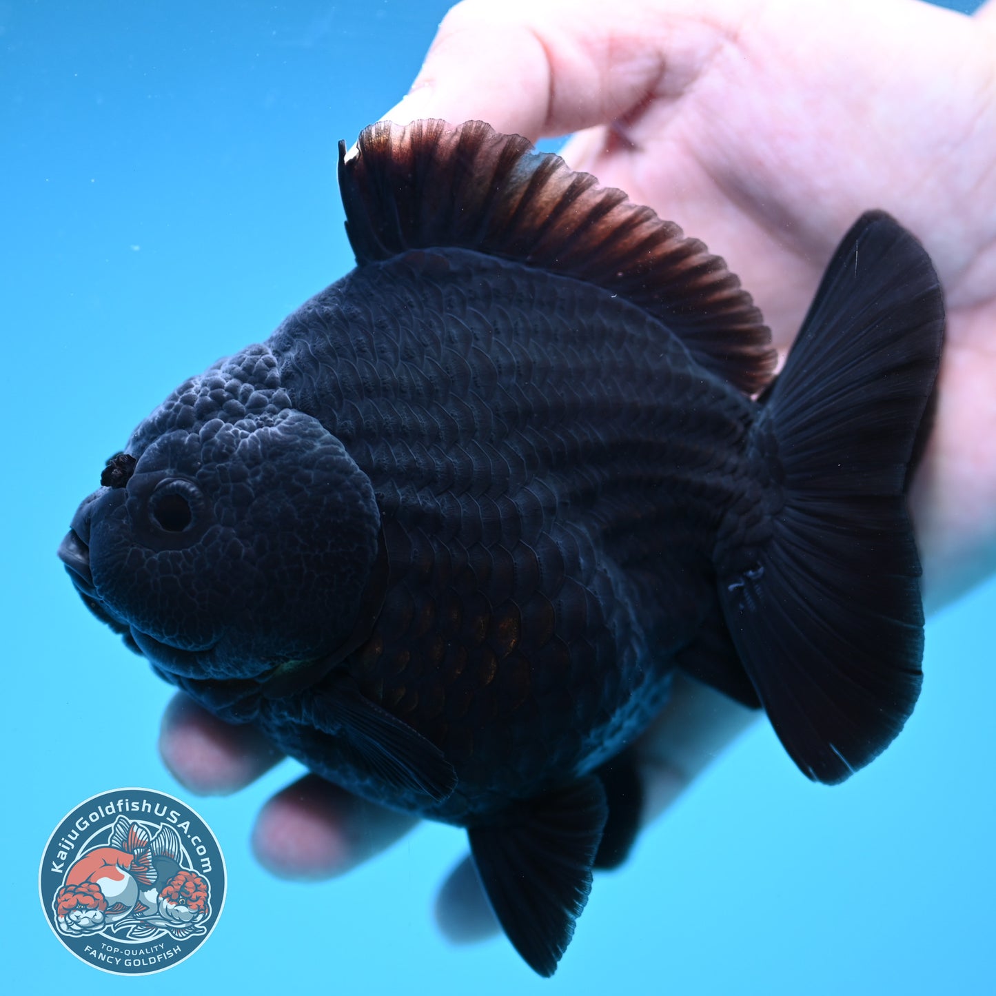 AA Grade Shogun Jet Black Oranda 4 inch Body (260123_OR13)