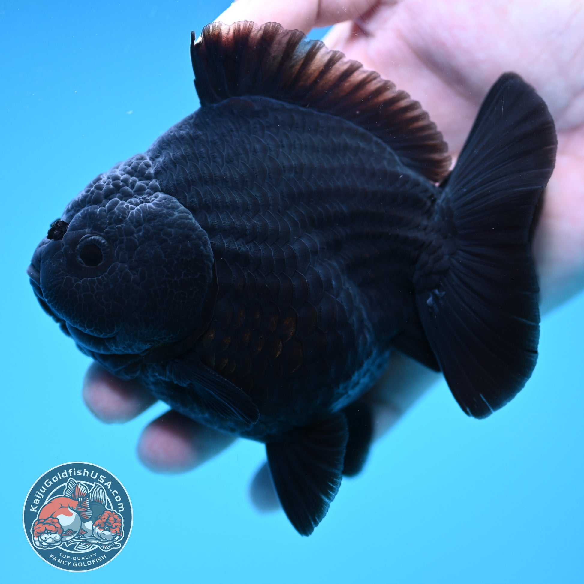 AA Grade Shogun Jet Black Oranda 4 inch Body (260123_OR13)