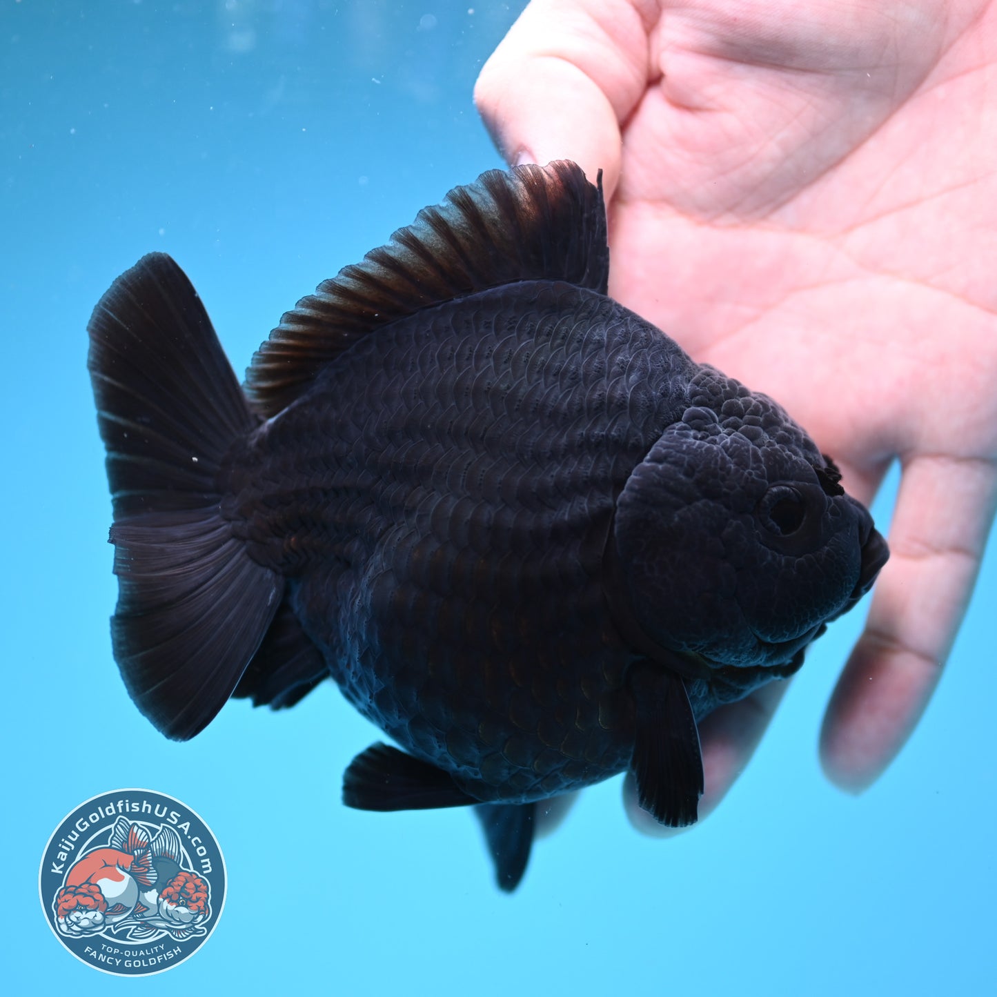 AA Grade Shogun Jet Black Oranda 4 inch Body (260123_OR13)