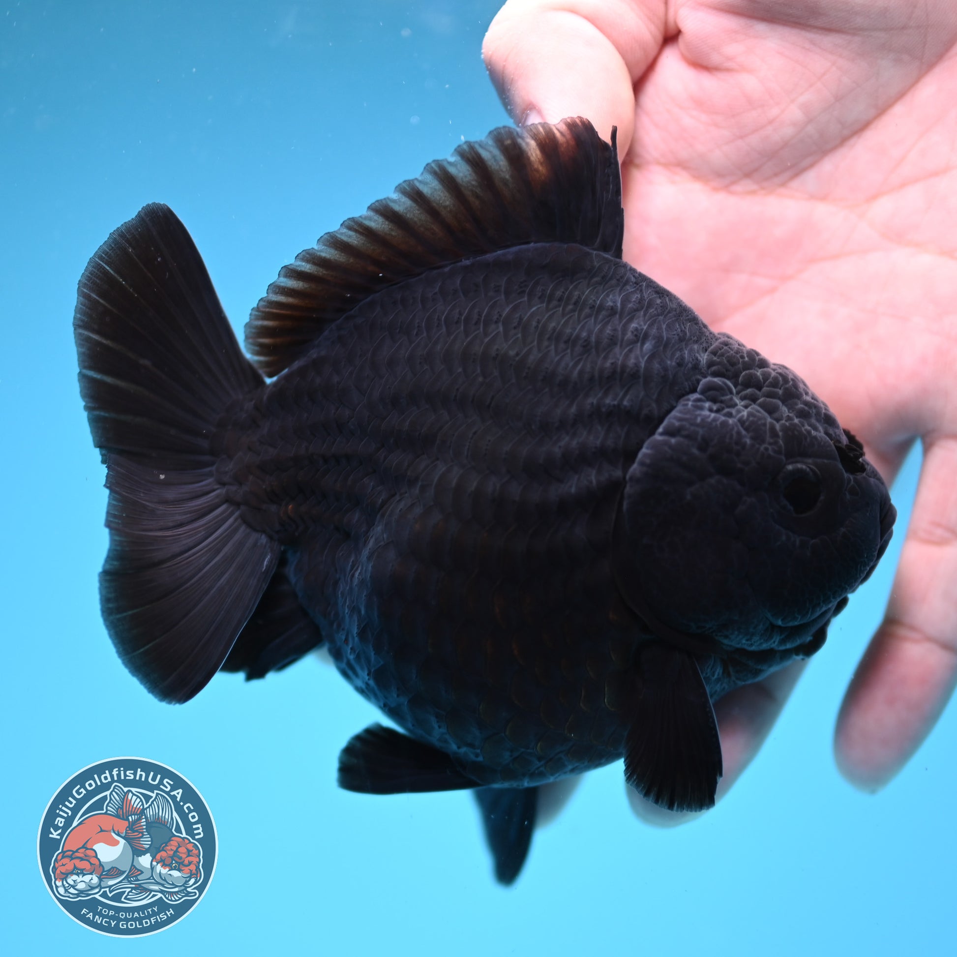 AA Grade Shogun Jet Black Oranda 4 inch Body (260123_OR13)