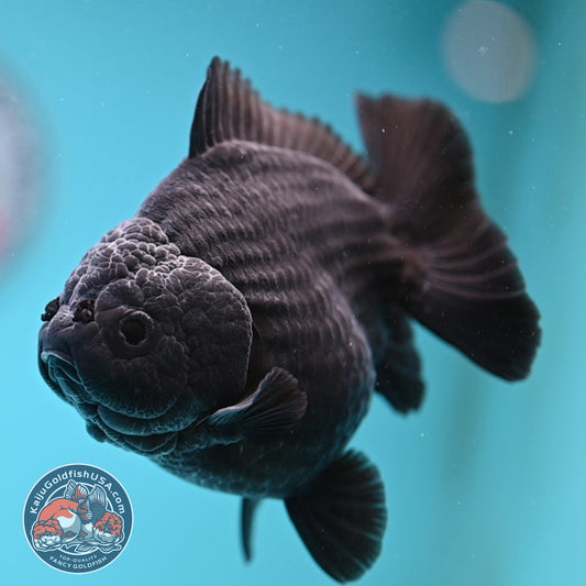 AA Grade Shogun Jet Black Oranda 4 inch Body (260123_OR13)
