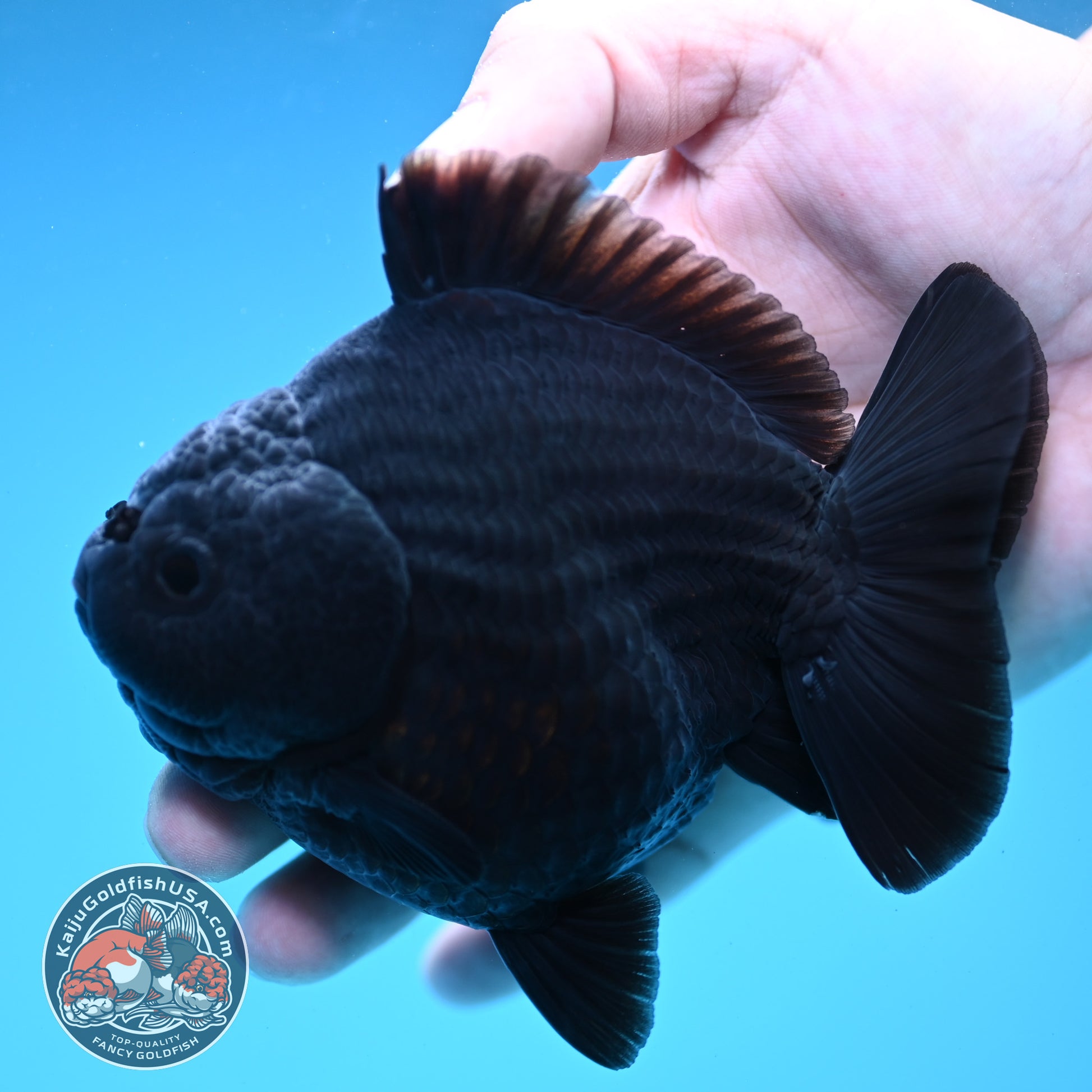 AA Grade Shogun Jet Black Oranda 4 inch Body (260123_OR13)
