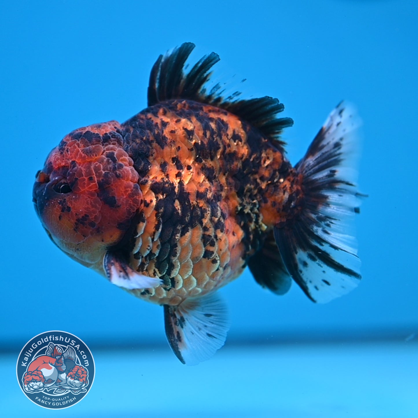 AA Grade Shogun Tiger Oranda inch Body (251205_OR12)