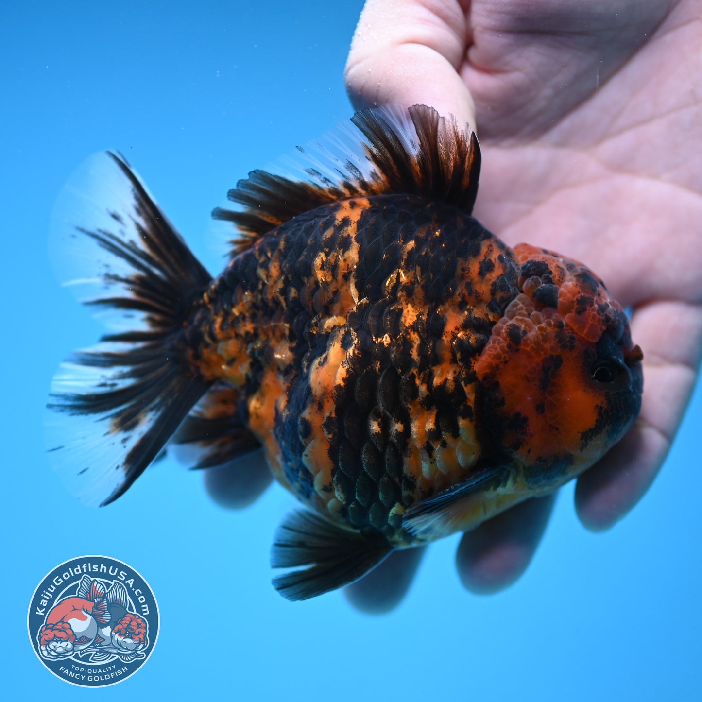 AA Grade Shogun Tiger Oranda inch Body (251205_OR12)