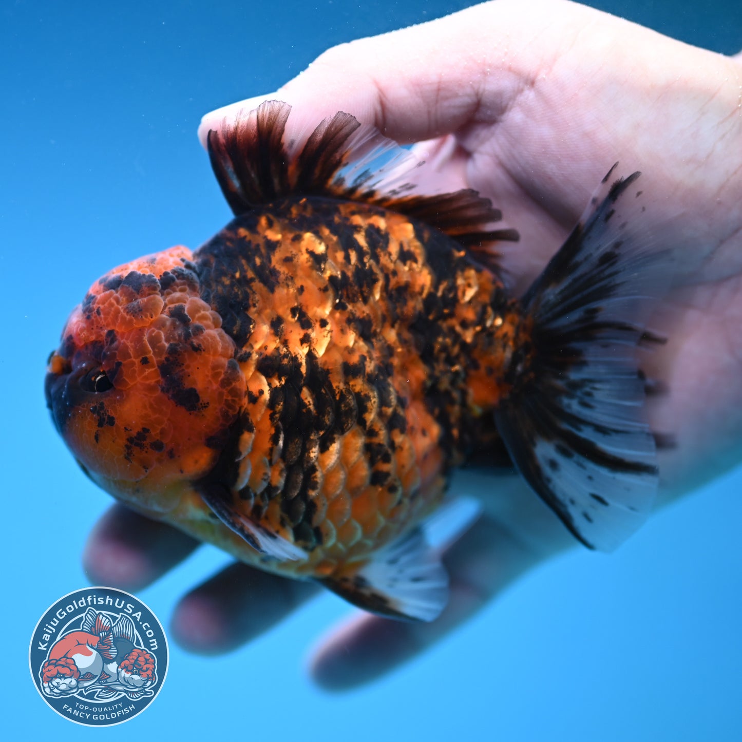 AA Grade Shogun Tiger Oranda inch Body (251205_OR12)