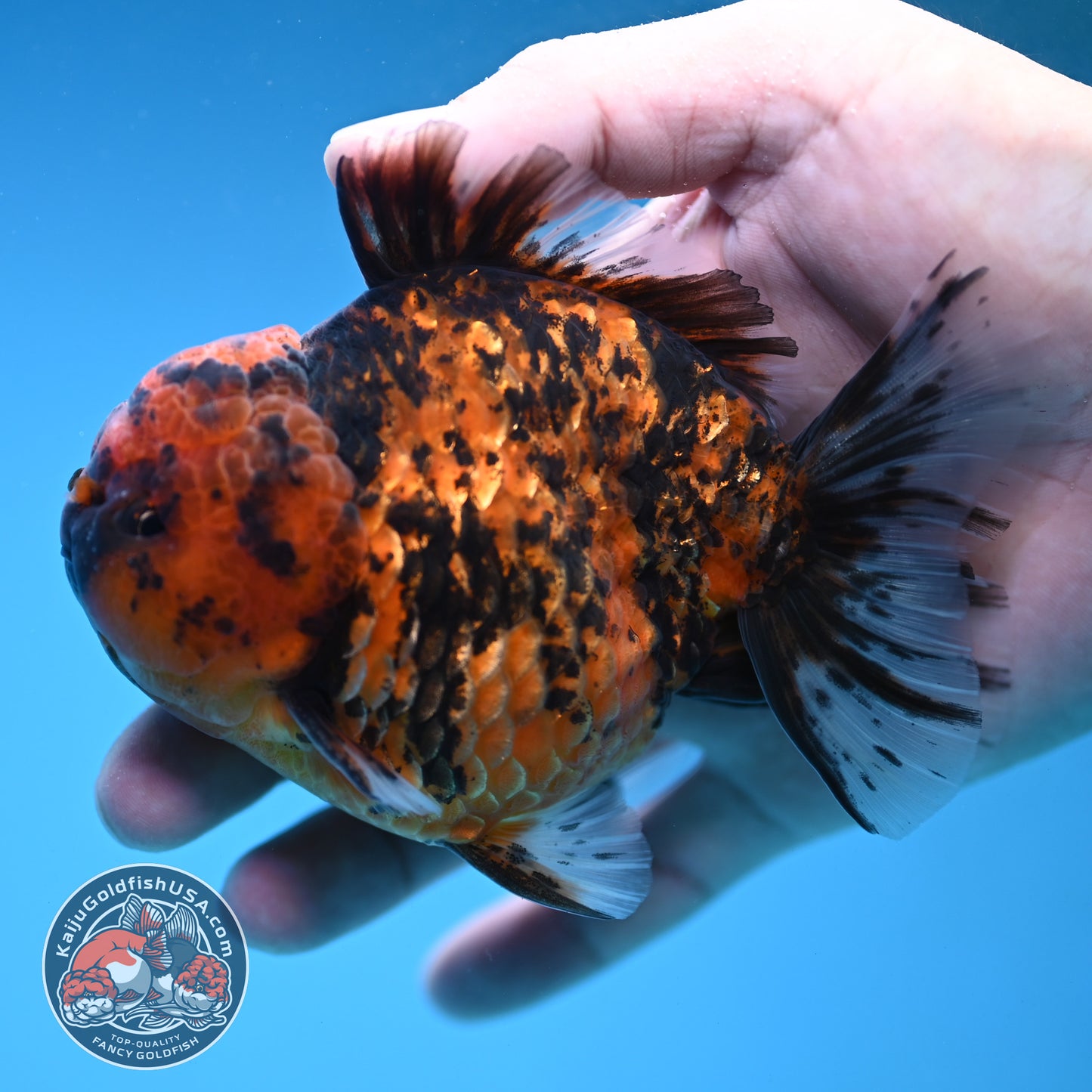 AA Grade Shogun Tiger Oranda inch Body (251205_OR12)