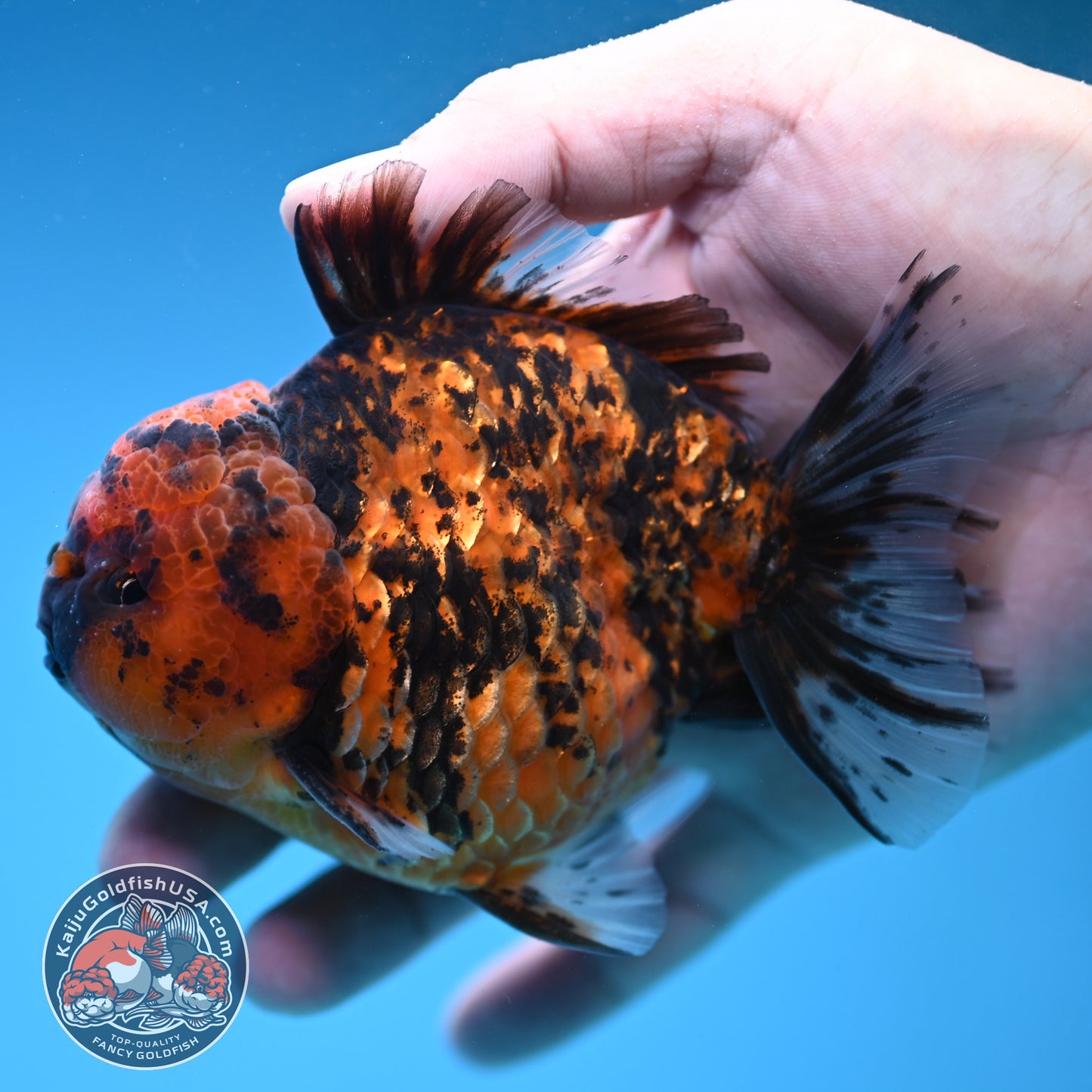 AA Grade Shogun Tiger Oranda inch Body (251205_OR12)