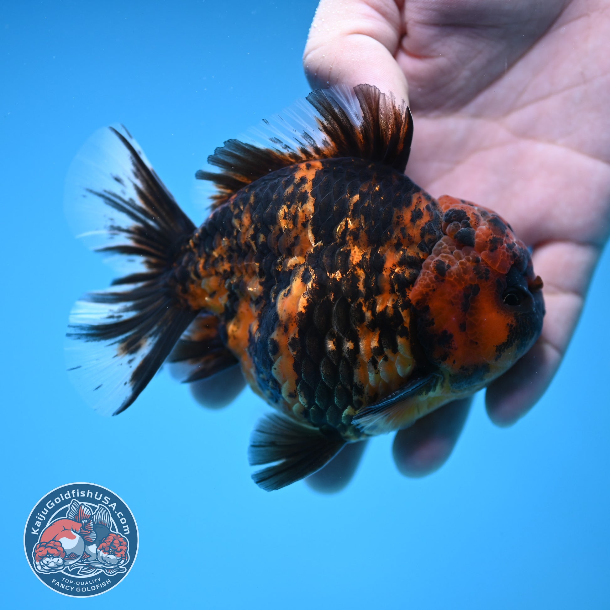 AA Grade Shogun Tiger Oranda inch Body (251205_OR12)