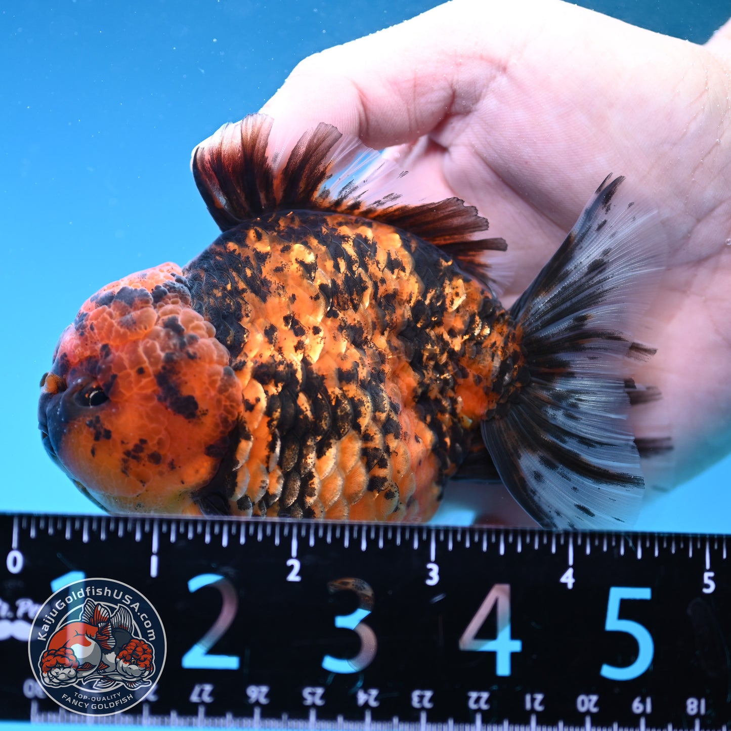 AA Grade Shogun Tiger Oranda inch Body (251205_OR12)