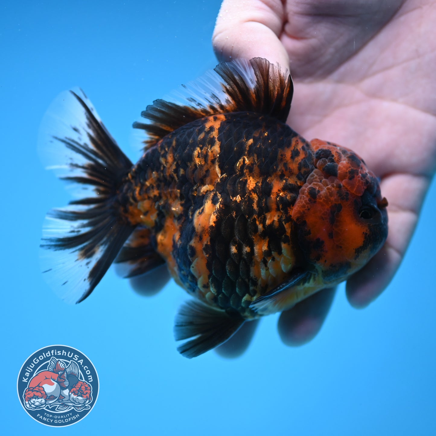 AA Grade Shogun Tiger Oranda inch Body (251205_OR12)