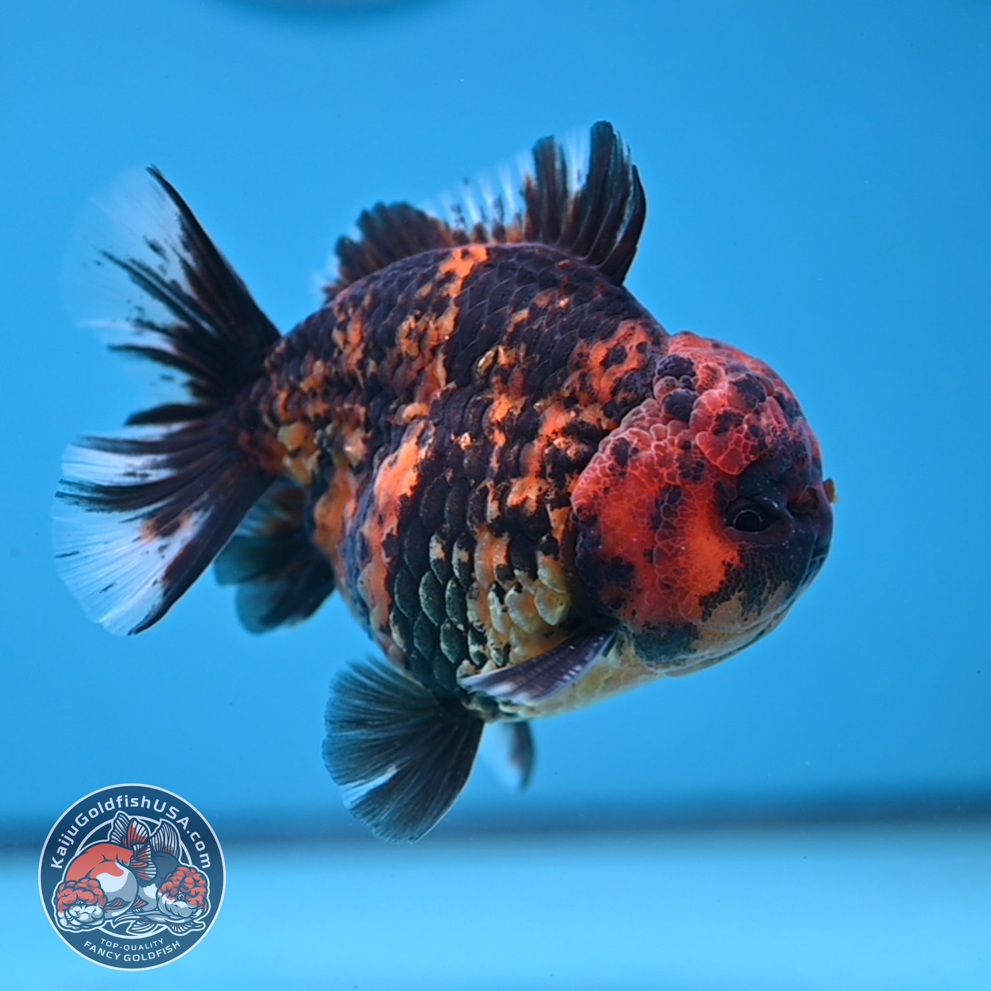 AA Grade Shogun Tiger Oranda inch Body (251205_OR12)