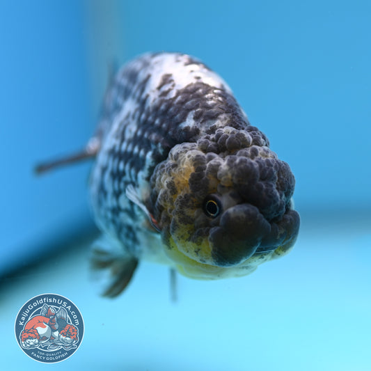 AA Grade White Tiger Ranchu 3.5 inch Body (251219_RC10)