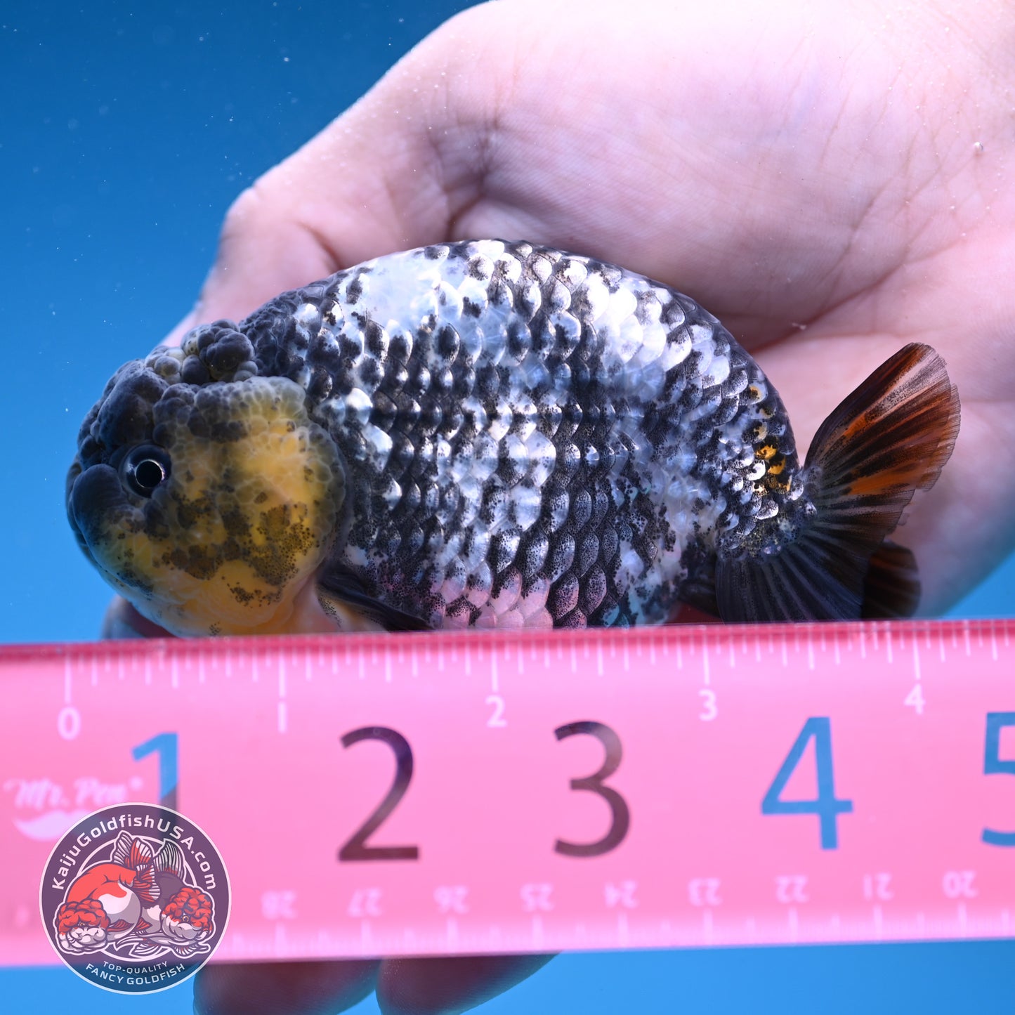 AA Grade White Tiger Ranchu 3.5 inch Body (251219_RC10)