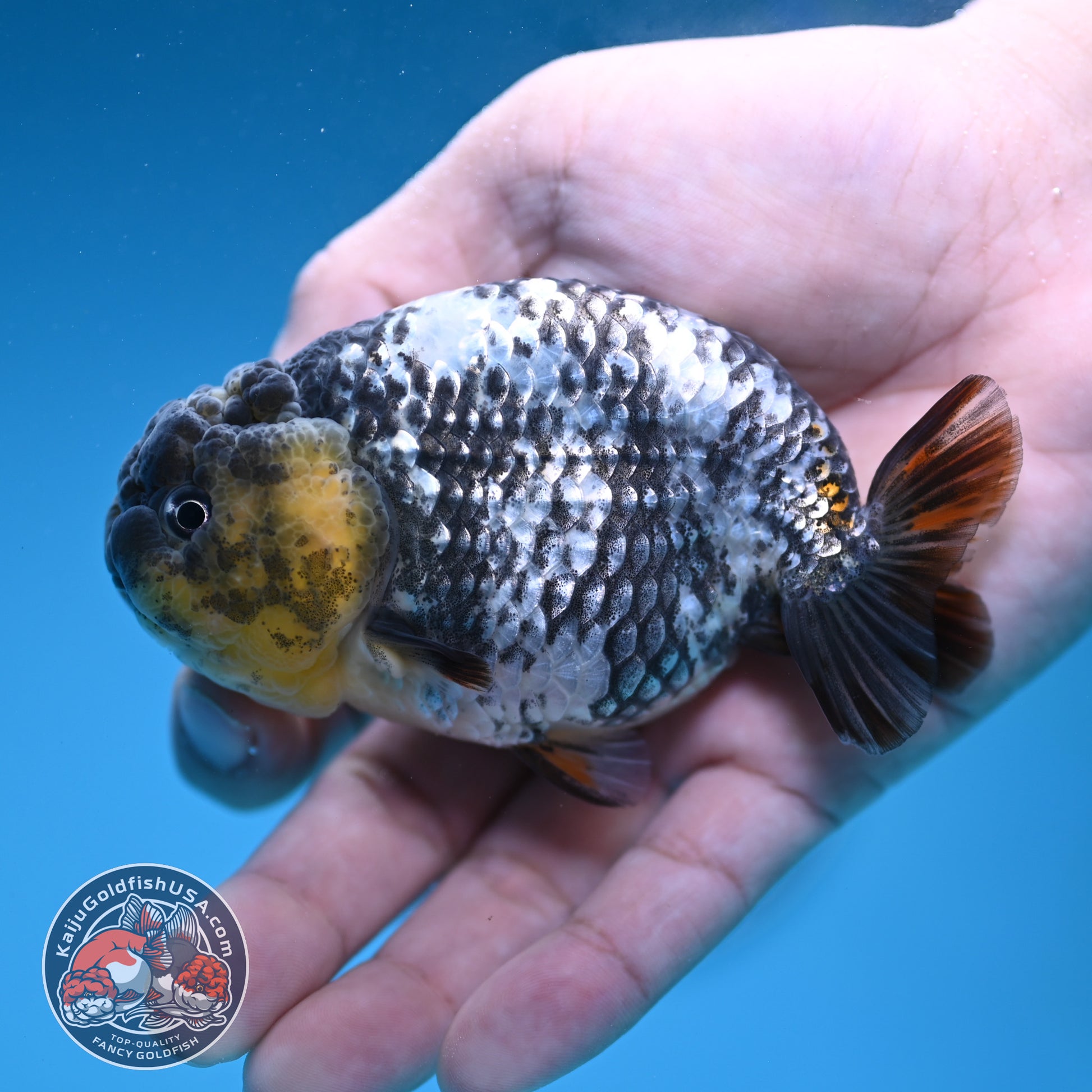 AA Grade White Tiger Ranchu 3.5 inch Body (251219_RC10)