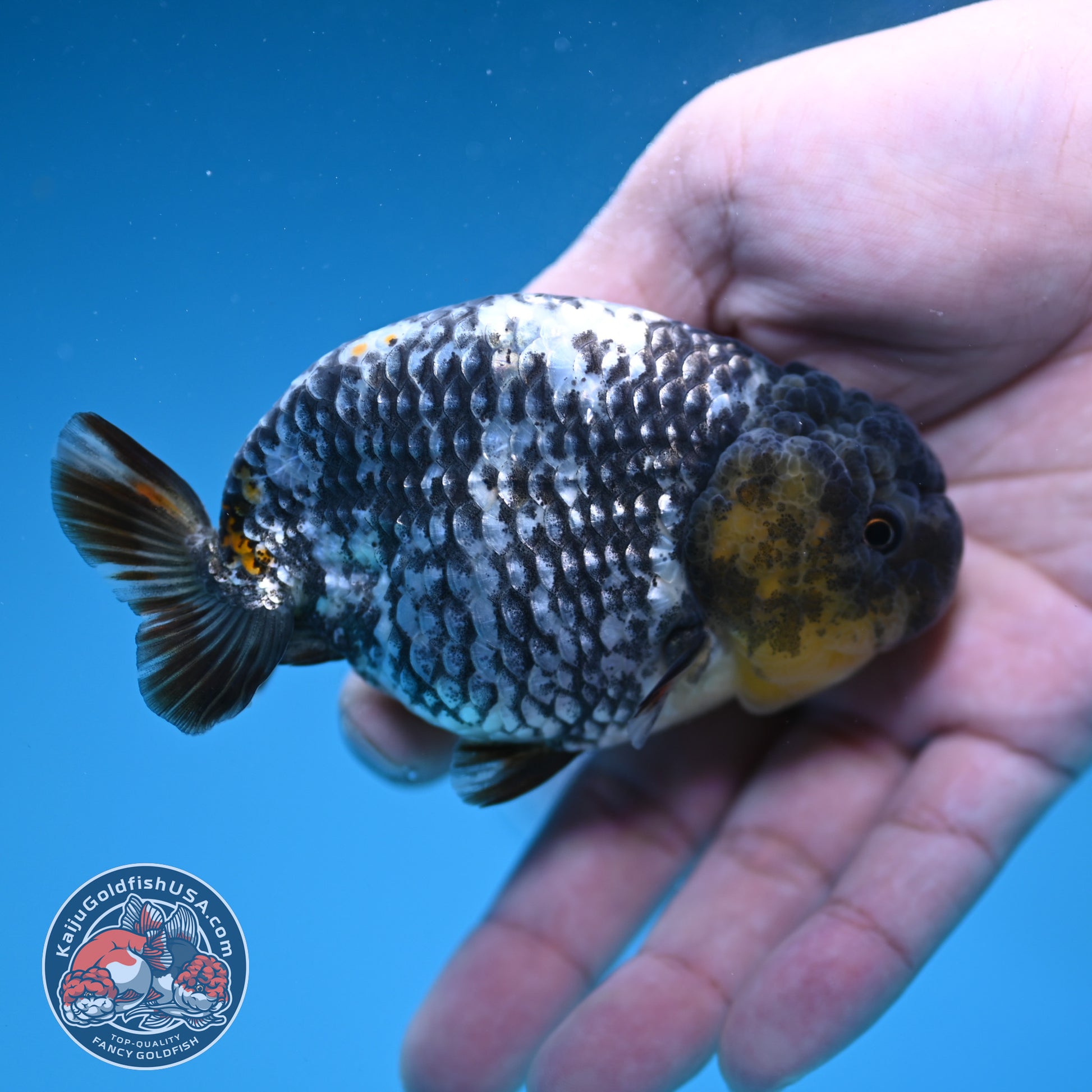 AA Grade White Tiger Ranchu 3.5 inch Body (251219_RC10)