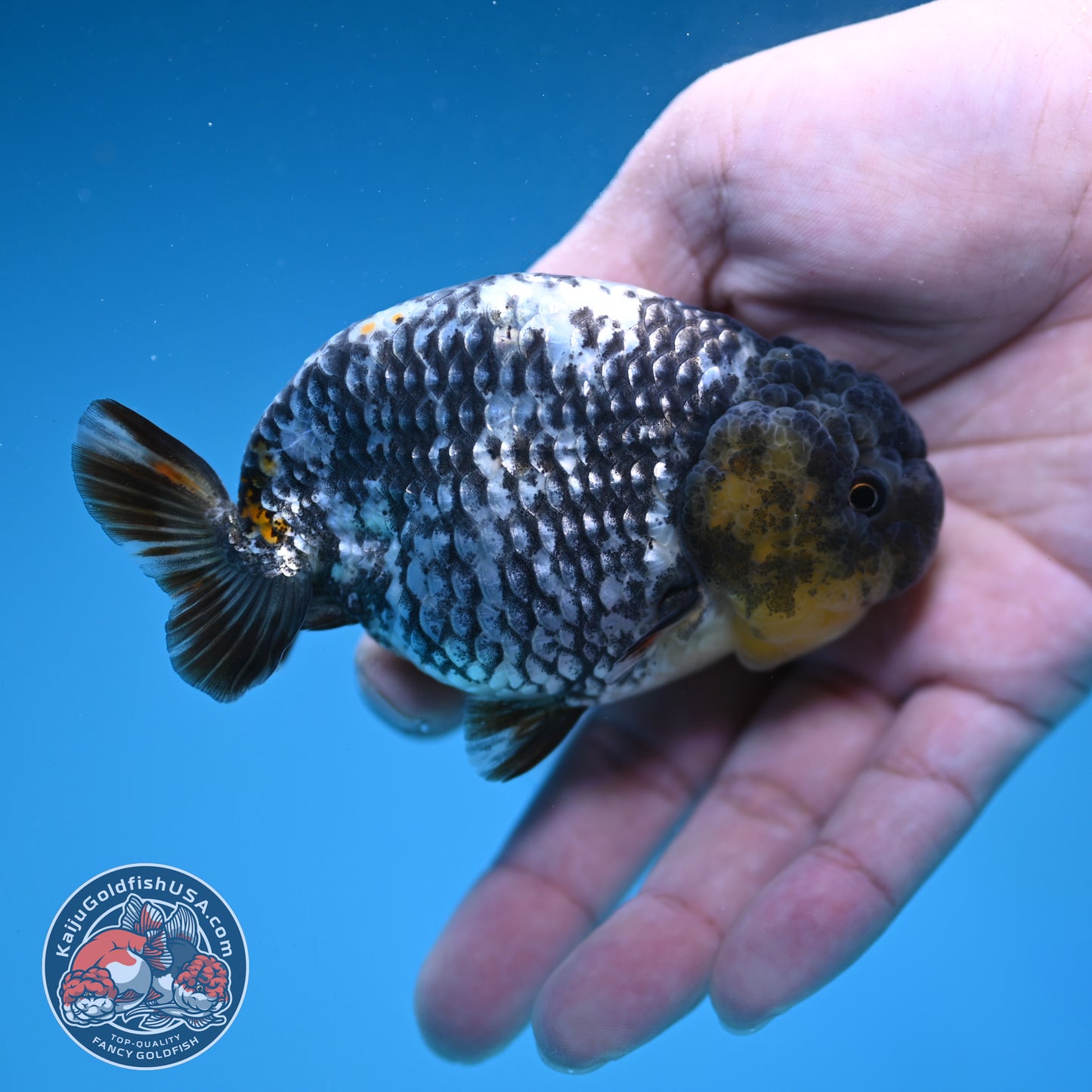 AA Grade White Tiger Ranchu 3.5 inch Body (251219_RC10)