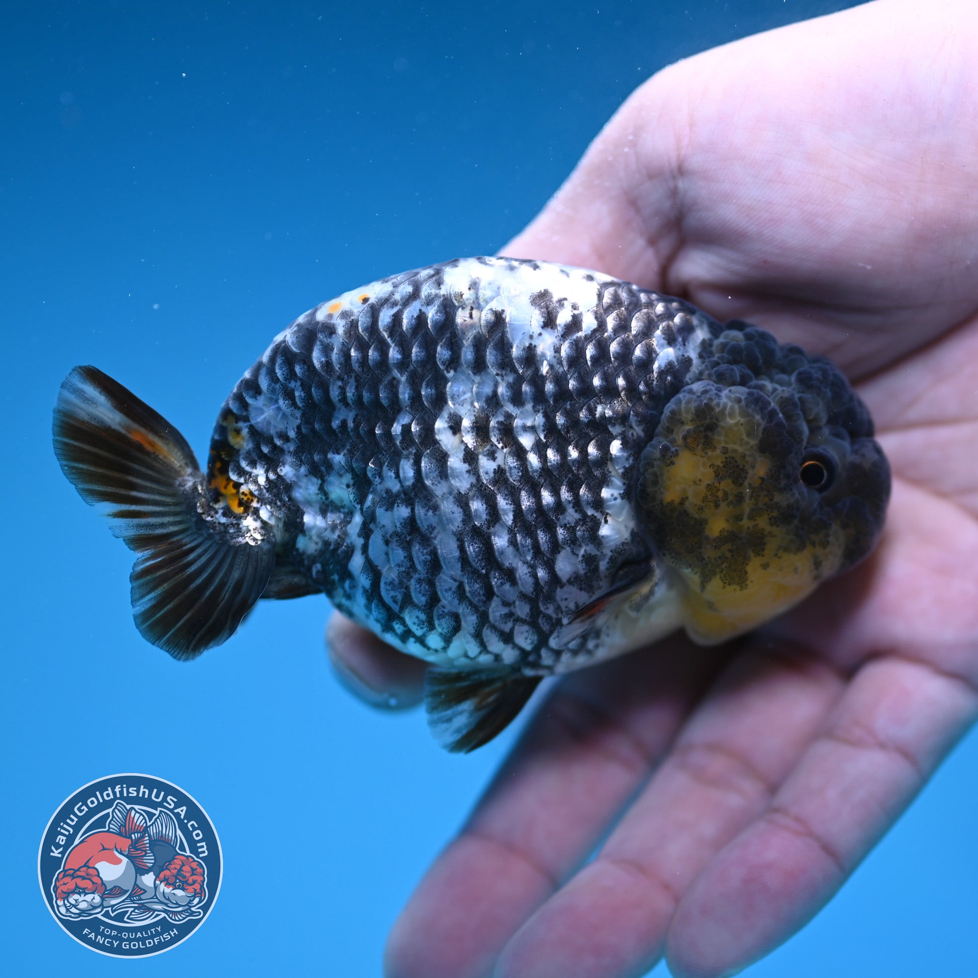 AA Grade White Tiger Ranchu 3.5 inch Body (251219_RC10)