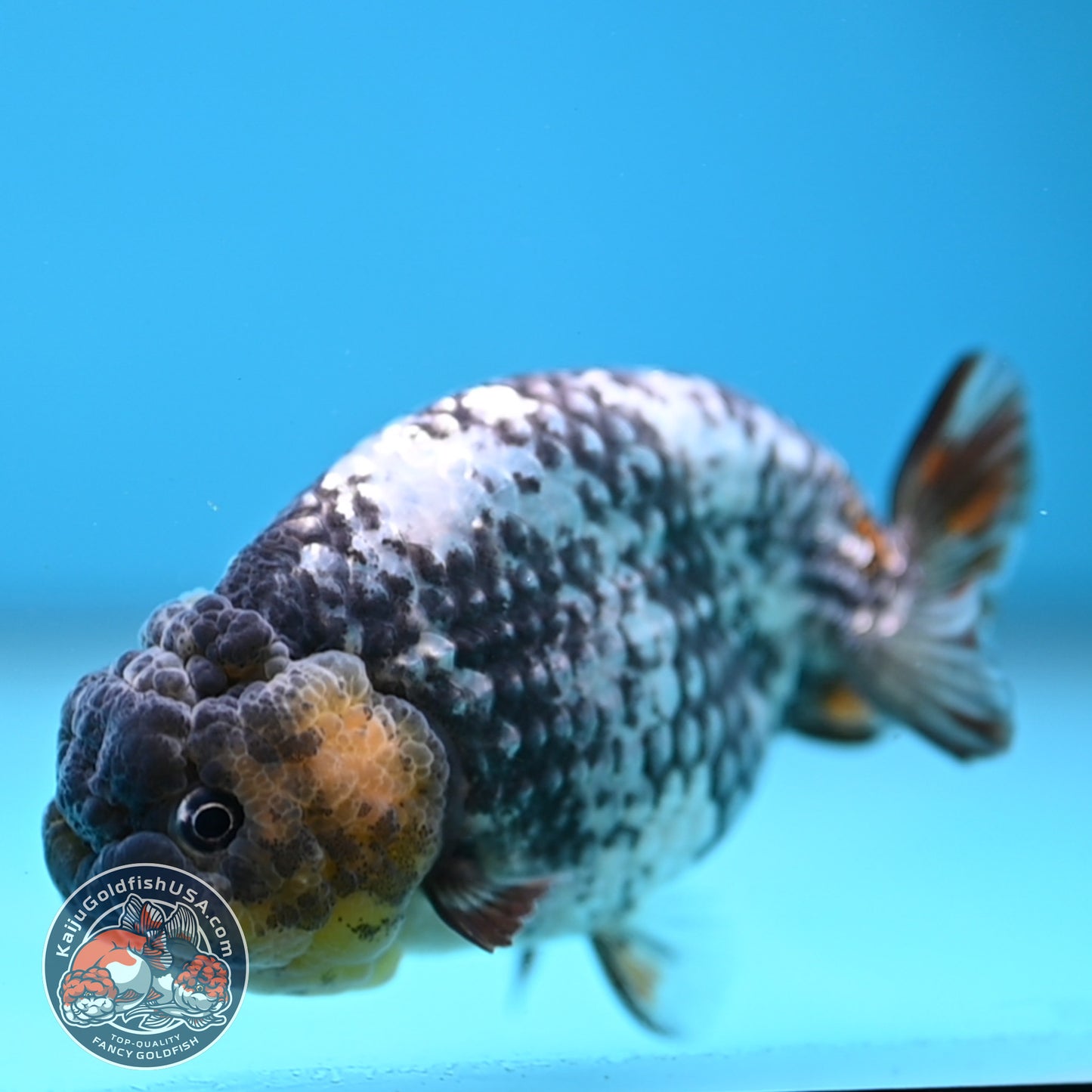 AA Grade White Tiger Ranchu 3.5 inch Body (251219_RC10)