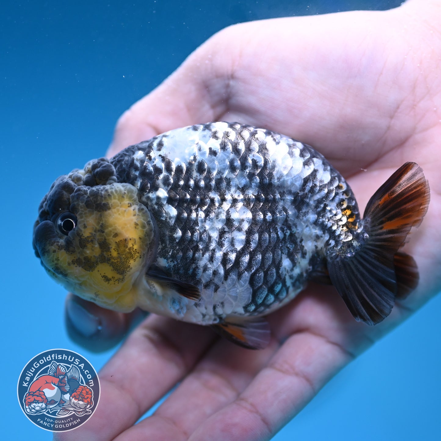 AA Grade White Tiger Ranchu 3.5 inch Body (251219_RC10)