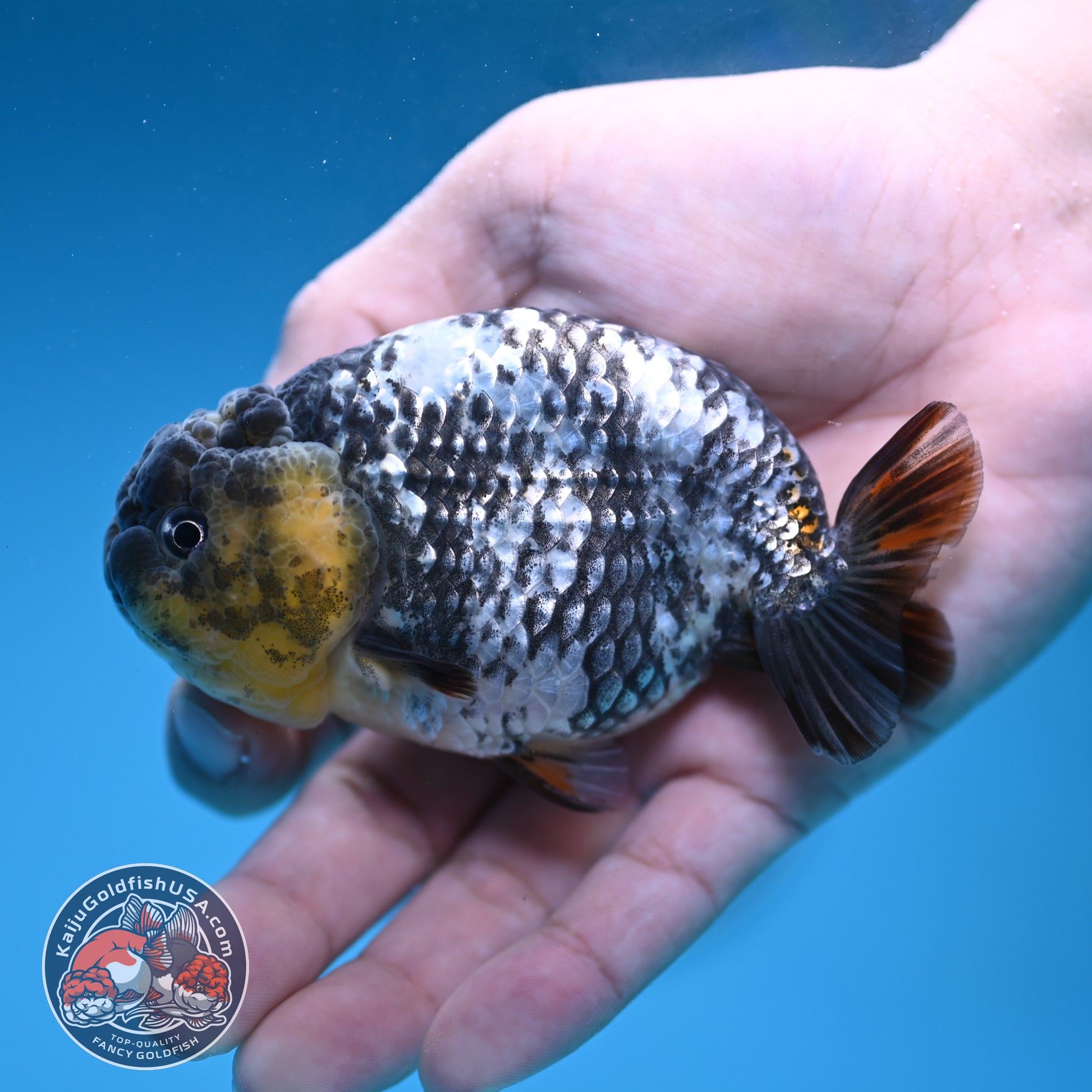 AA Grade White Tiger Ranchu 3.5 inch Body (251219_RC10)