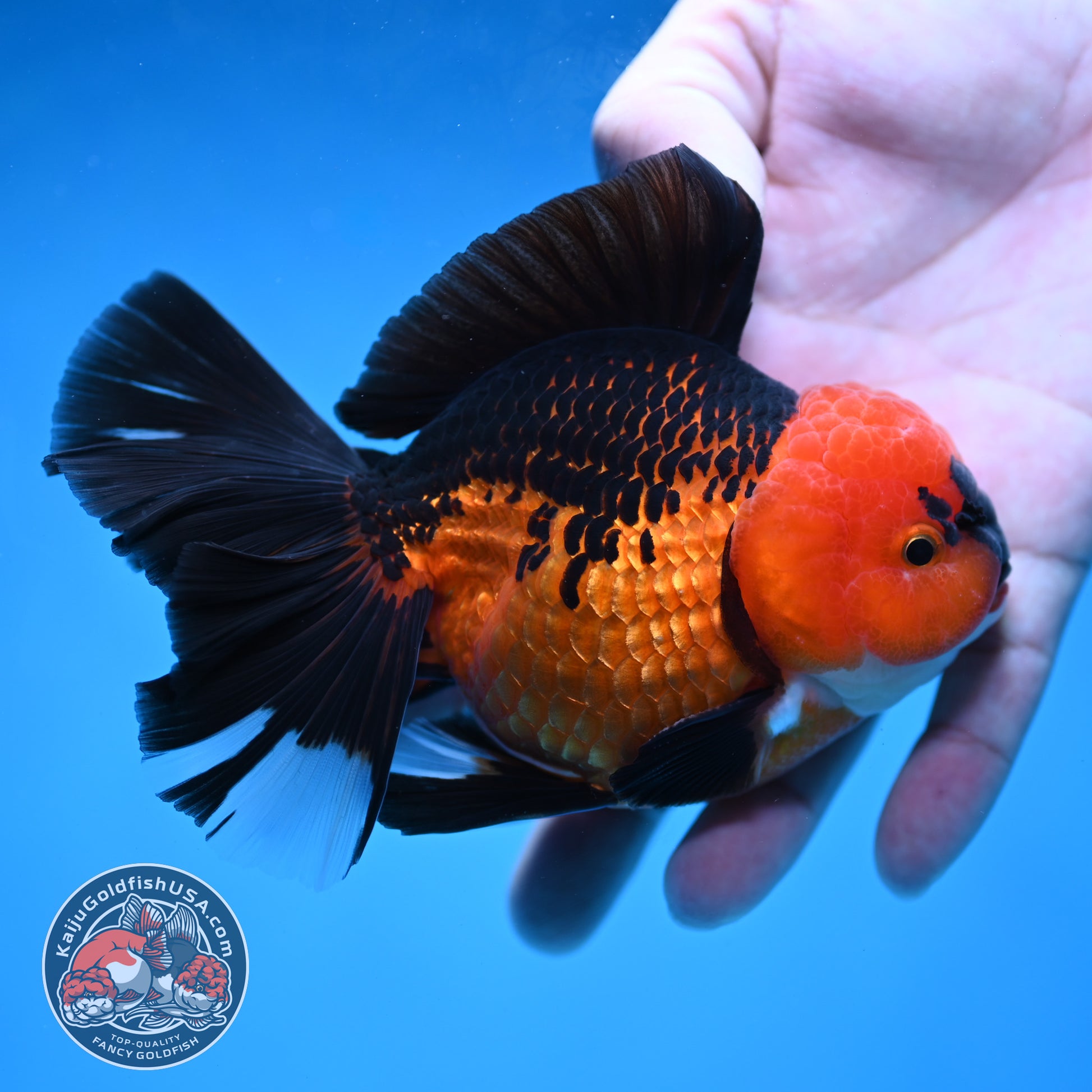 AAA Grade Apache Orchid Tail Oranda 4 inch Body (260220_OR01)