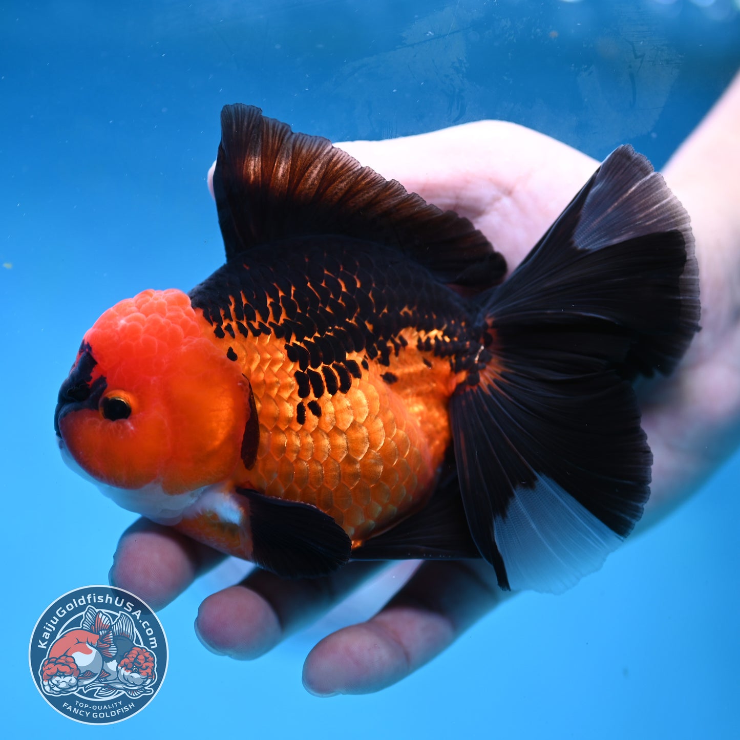 AAA Grade Apache Orchid Tail Oranda 4 inch Body (260220_OR01)