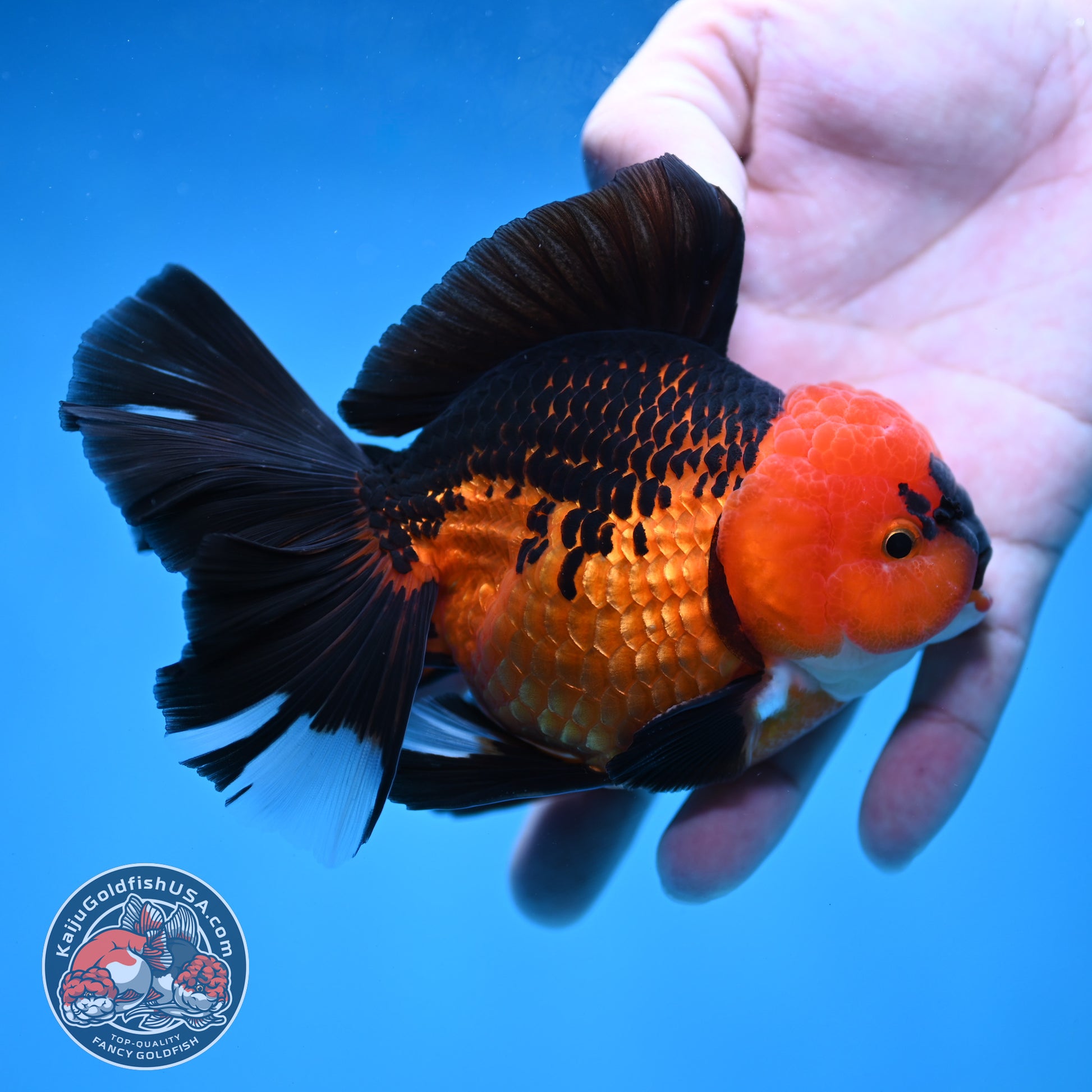 AAA Grade Apache Orchid Tail Oranda 4 inch Body (260220_OR01)