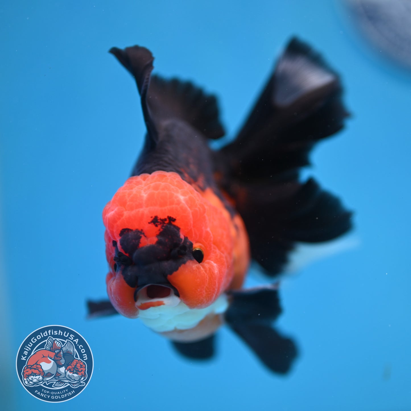 AAA Grade Apache Orchid Tail Oranda 4 inch Body (260220_OR01)