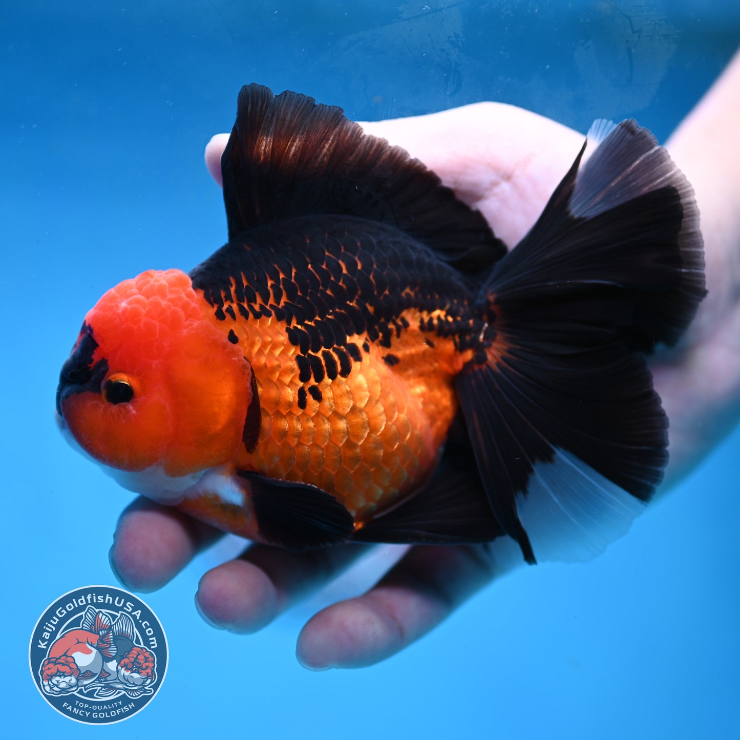 AAA Grade Apache Orchid Tail Oranda 4 inch Body (260220_OR01)