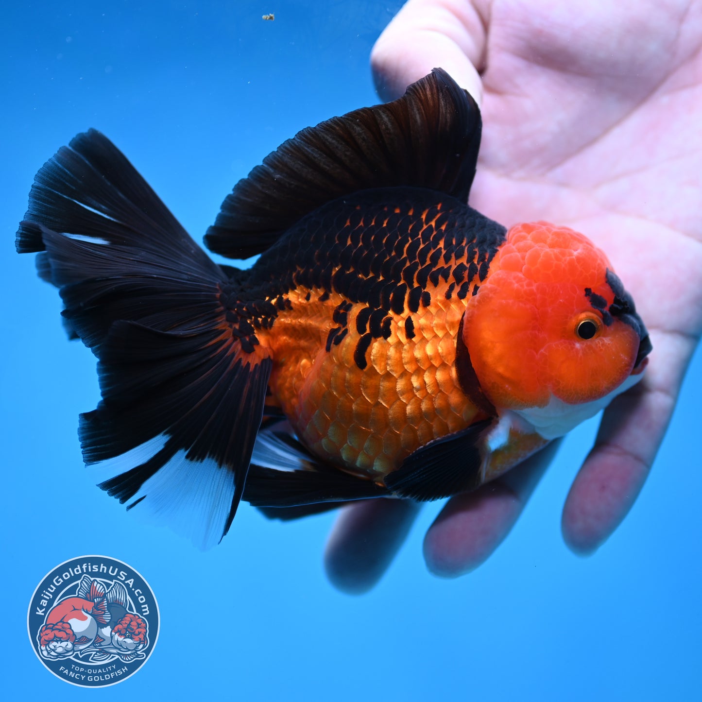 AAA Grade Apache Orchid Tail Oranda 4 inch Body (260220_OR01)