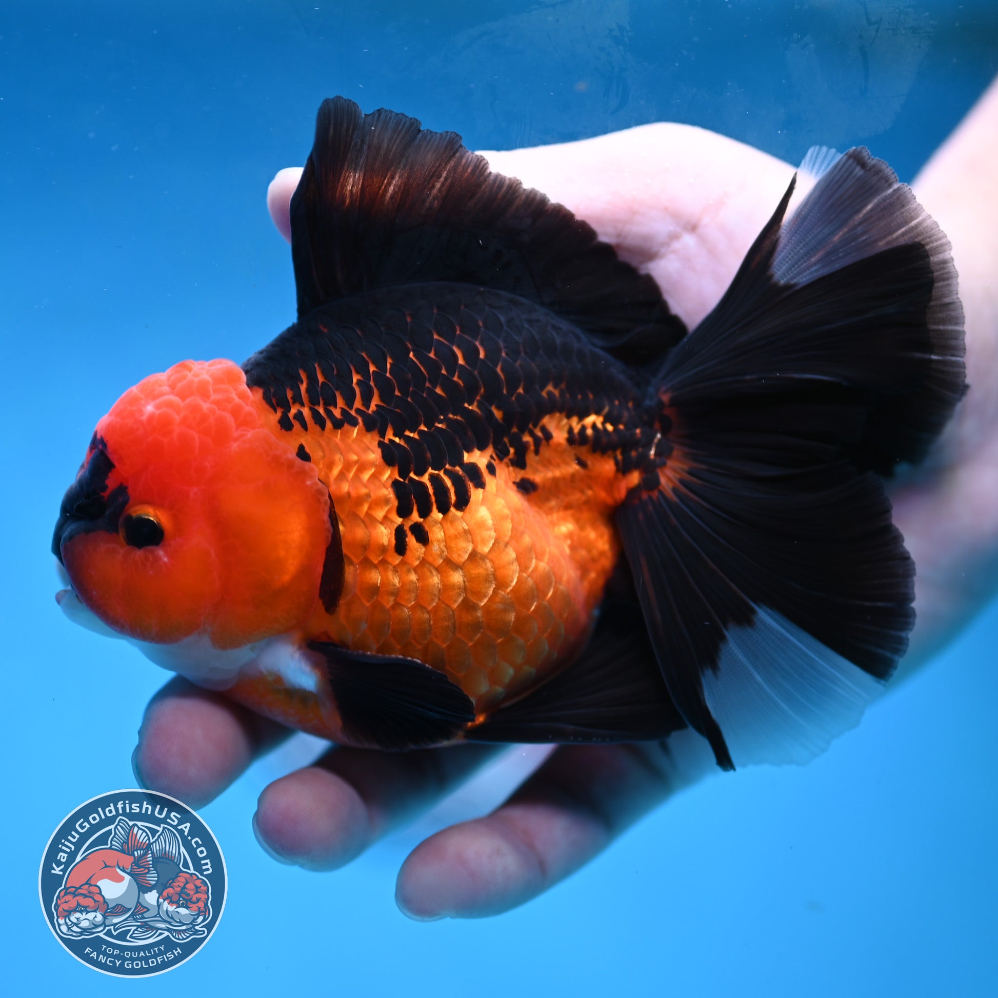 AAA Grade Apache Orchid Tail Oranda 4 inch Body (260220_OR01)