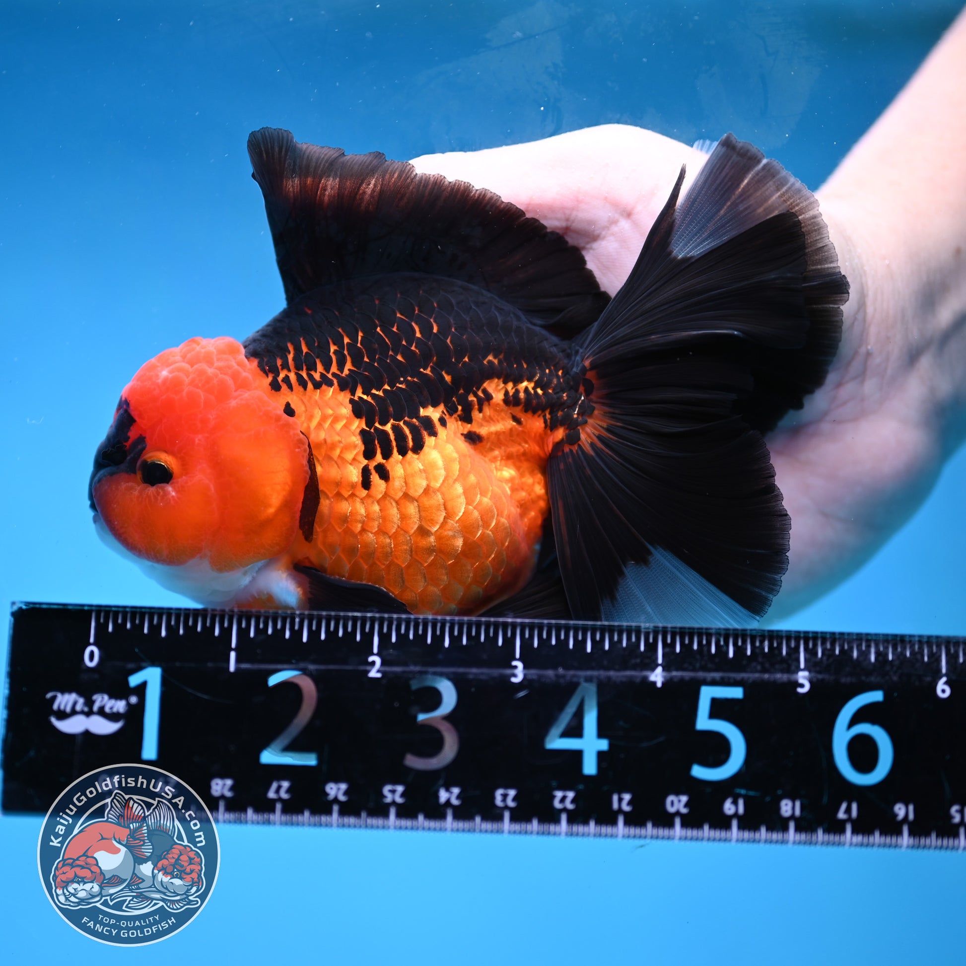 AAA Grade Apache Orchid Tail Oranda 4 inch Body (260220_OR01)