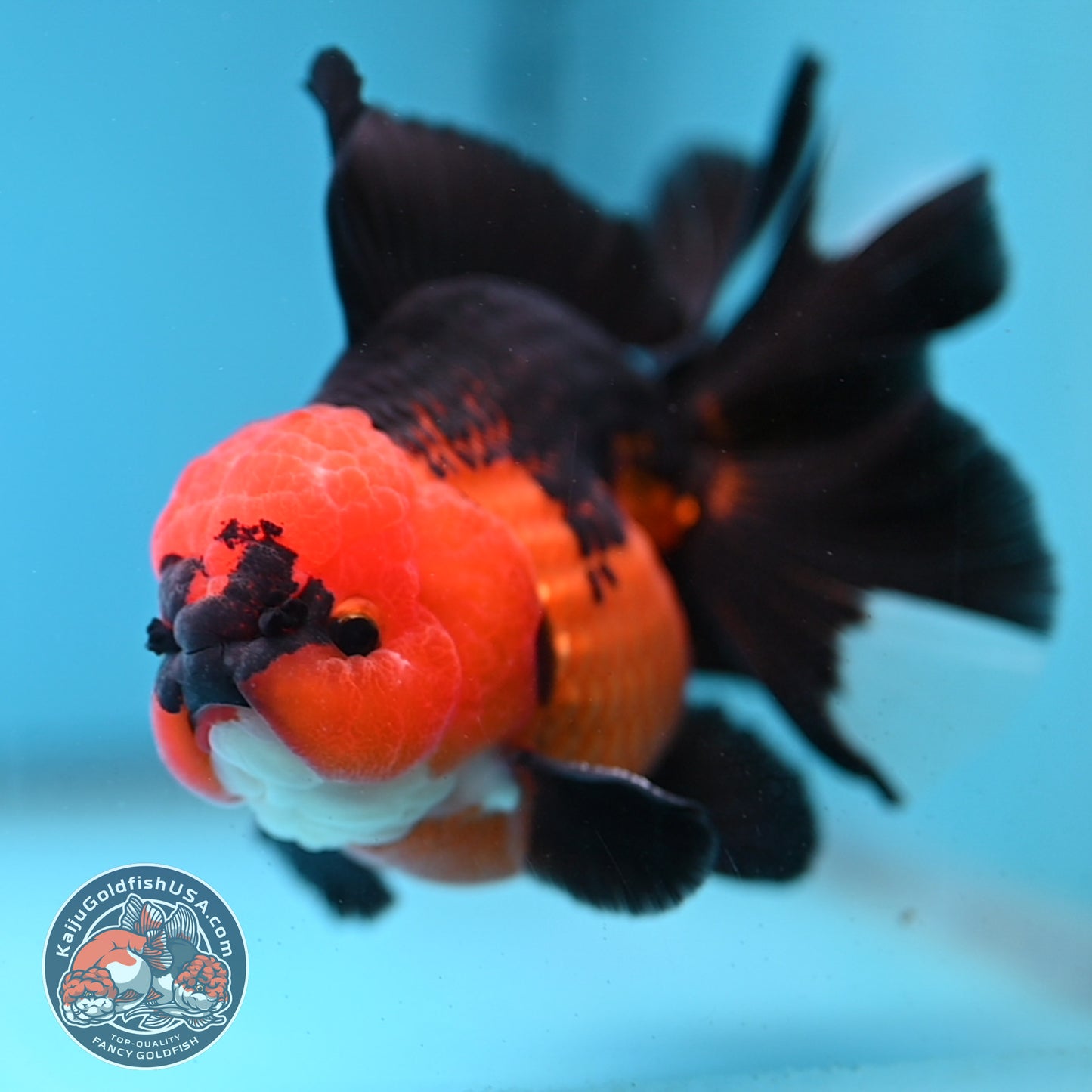 AAA Grade Apache Orchid Tail Oranda 4 inch Body (260220_OR01)