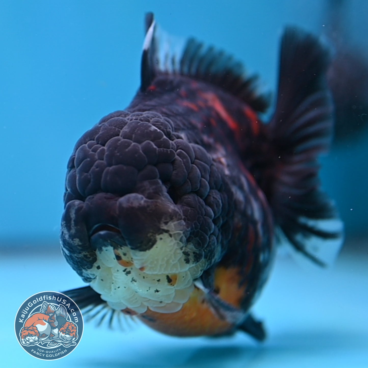 AAA Grade Heavy Ink Tiger Oranda 4 inch Body (251017_OR03)