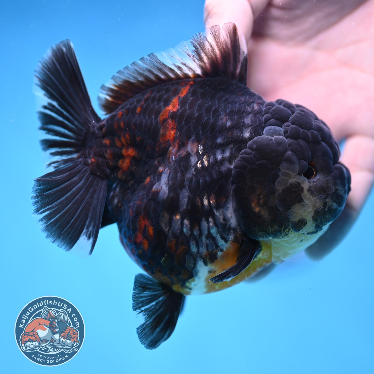 AAA Grade Heavy Ink Tiger Oranda 4 inch Body (251017_OR03)