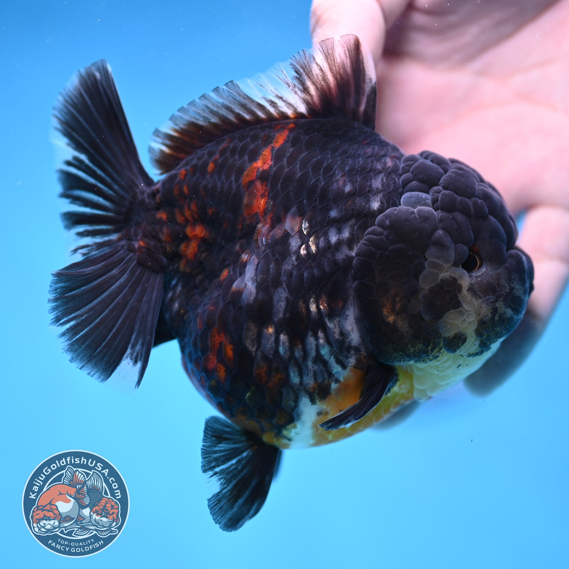 AAA Grade Heavy Ink Tiger Oranda 4 inch Body (251017_OR03)
