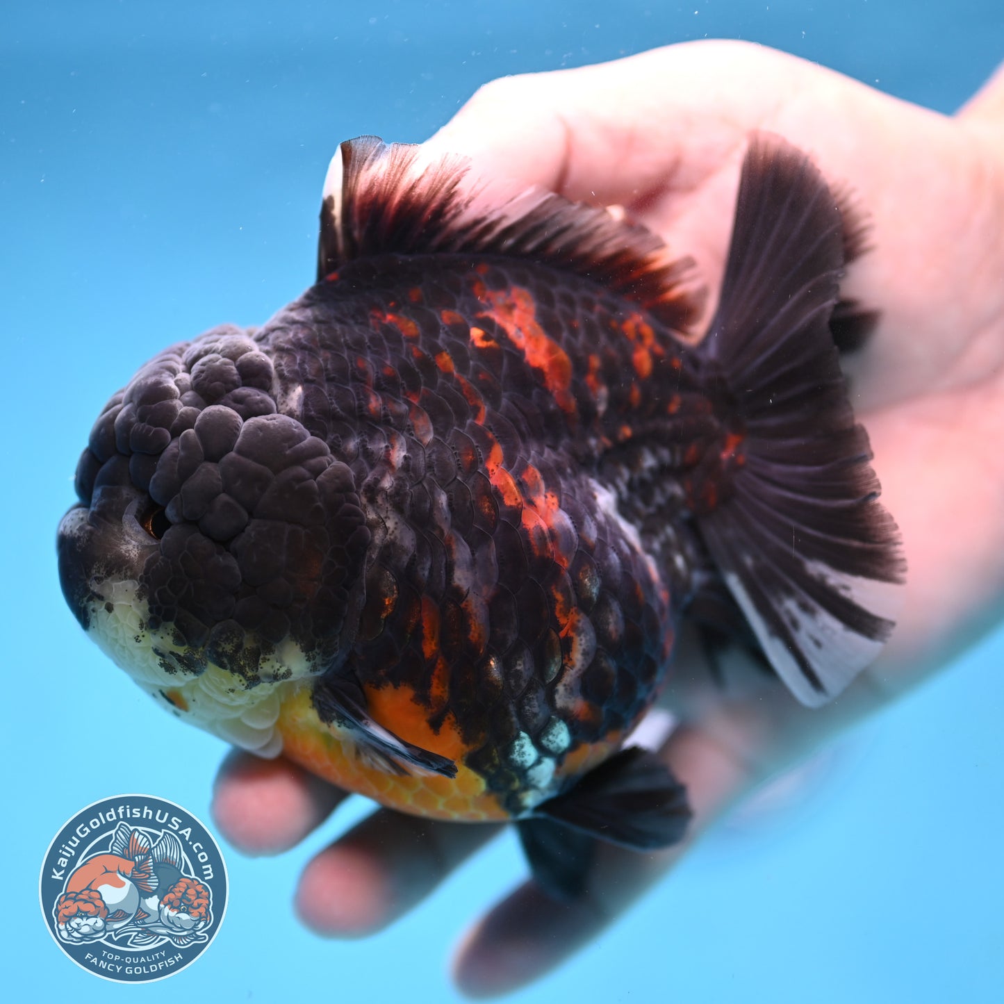 AAA Grade Heavy Ink Tiger Oranda 4 inch Body (251017_OR03)