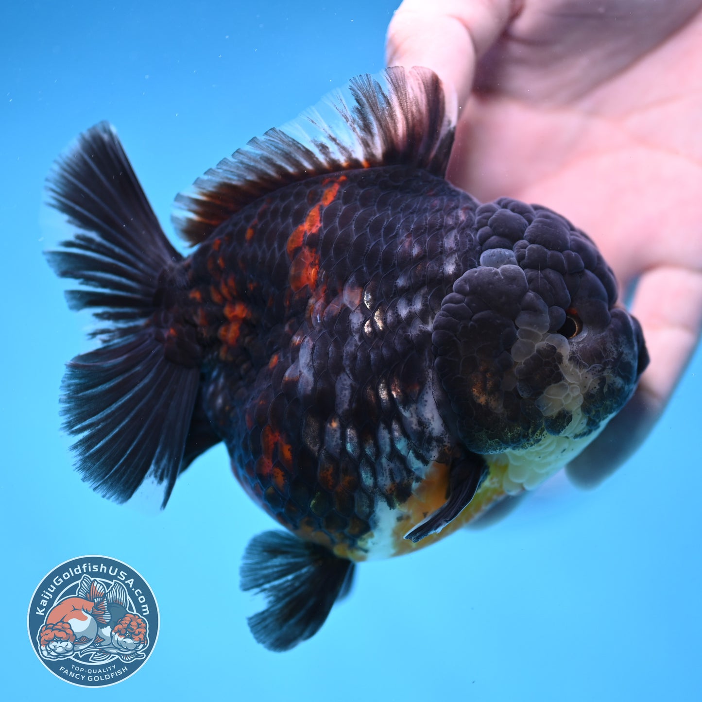 AAA Grade Heavy Ink Tiger Oranda 4 inch Body (251017_OR03)