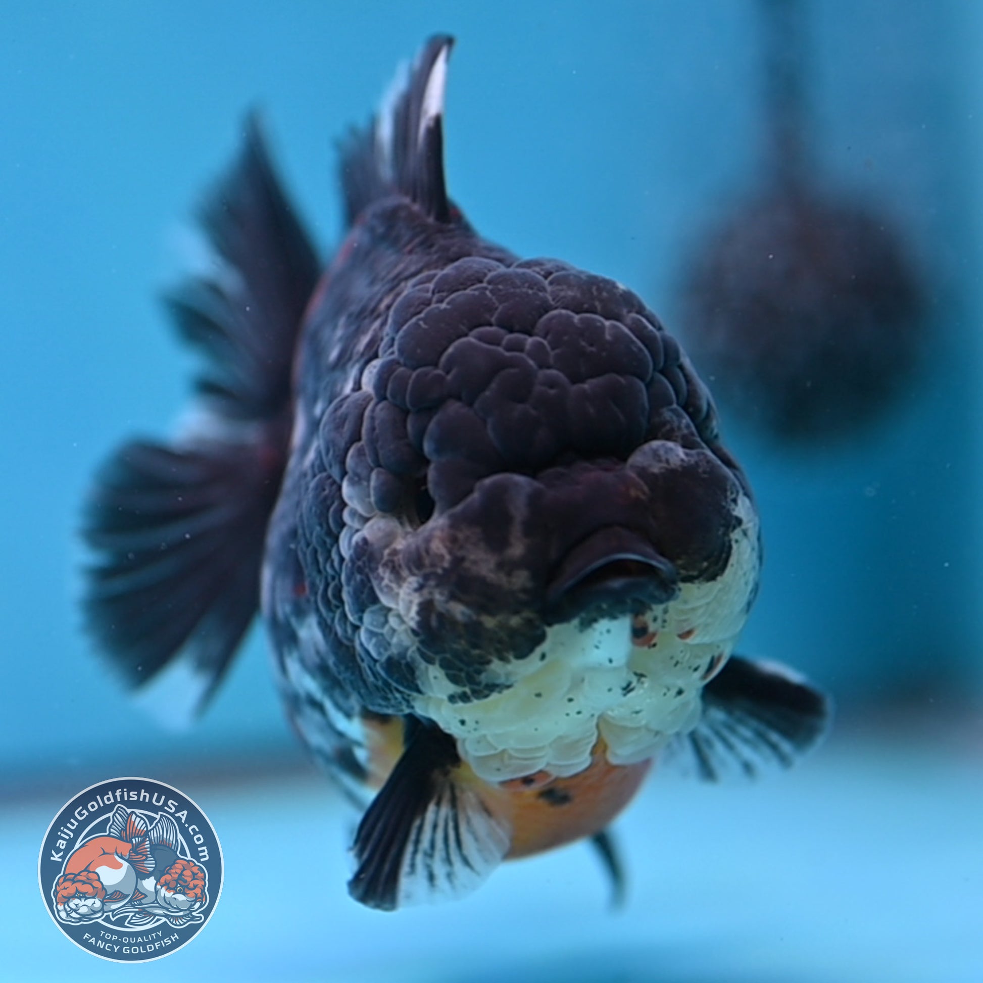 AAA Grade Heavy Ink Tiger Oranda 4 inch Body (251017_OR03)