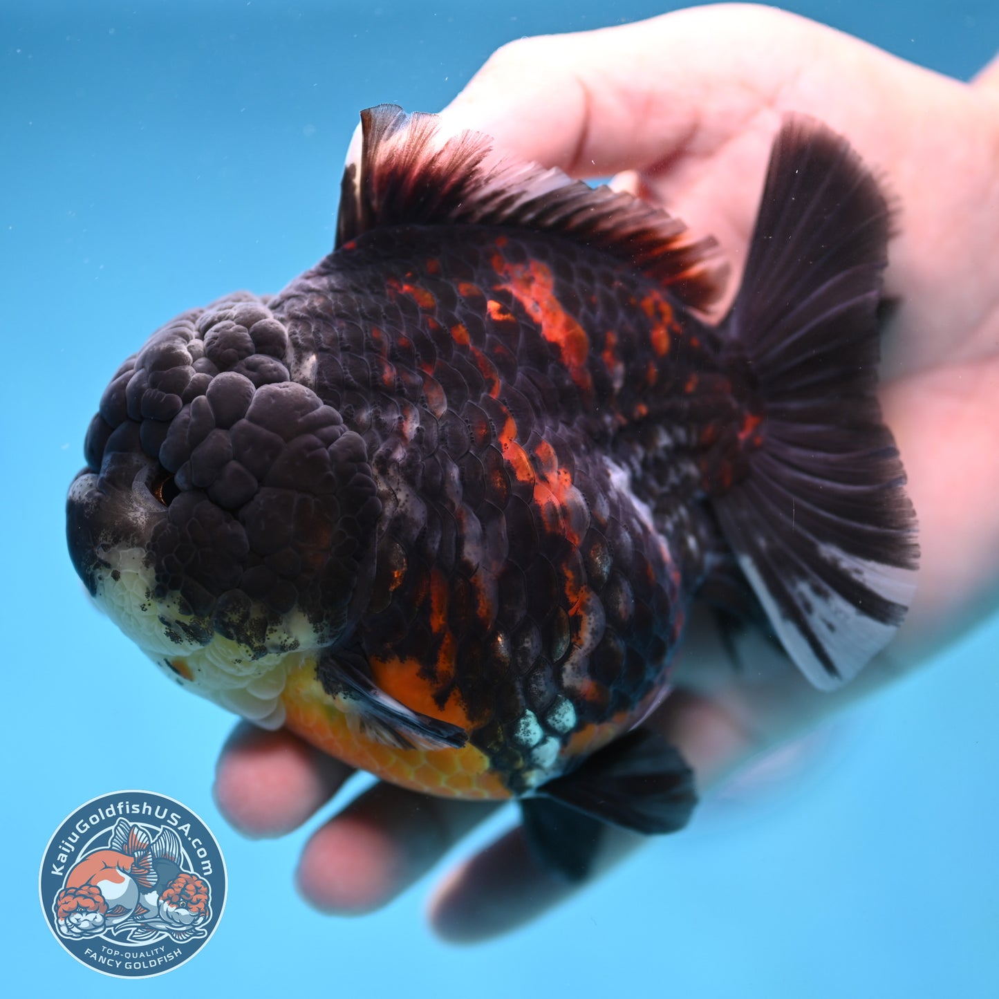 AAA Grade Heavy Ink Tiger Oranda 4 inch Body (251017_OR03)