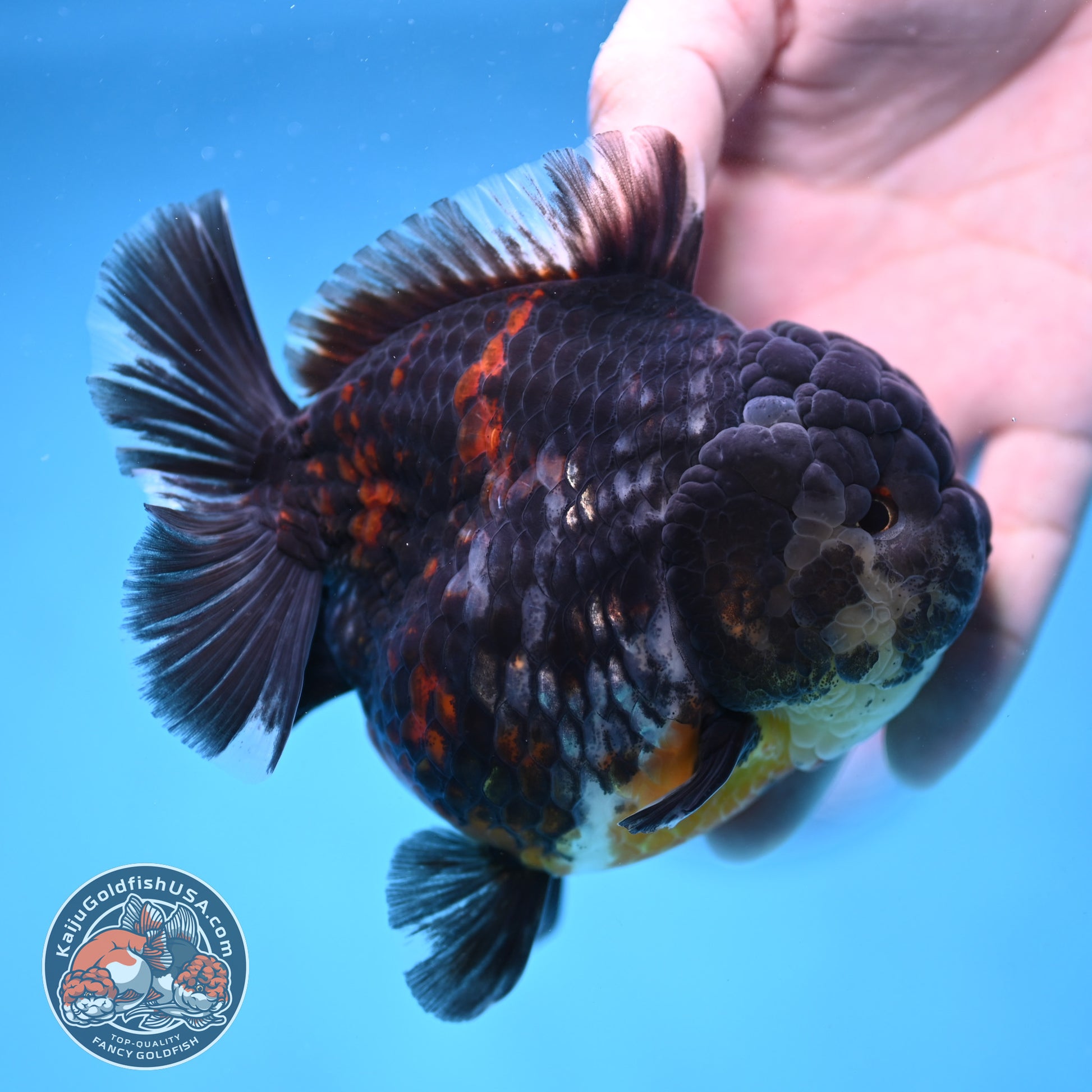 AAA Grade Heavy Ink Tiger Oranda 4 inch Body (251017_OR03)