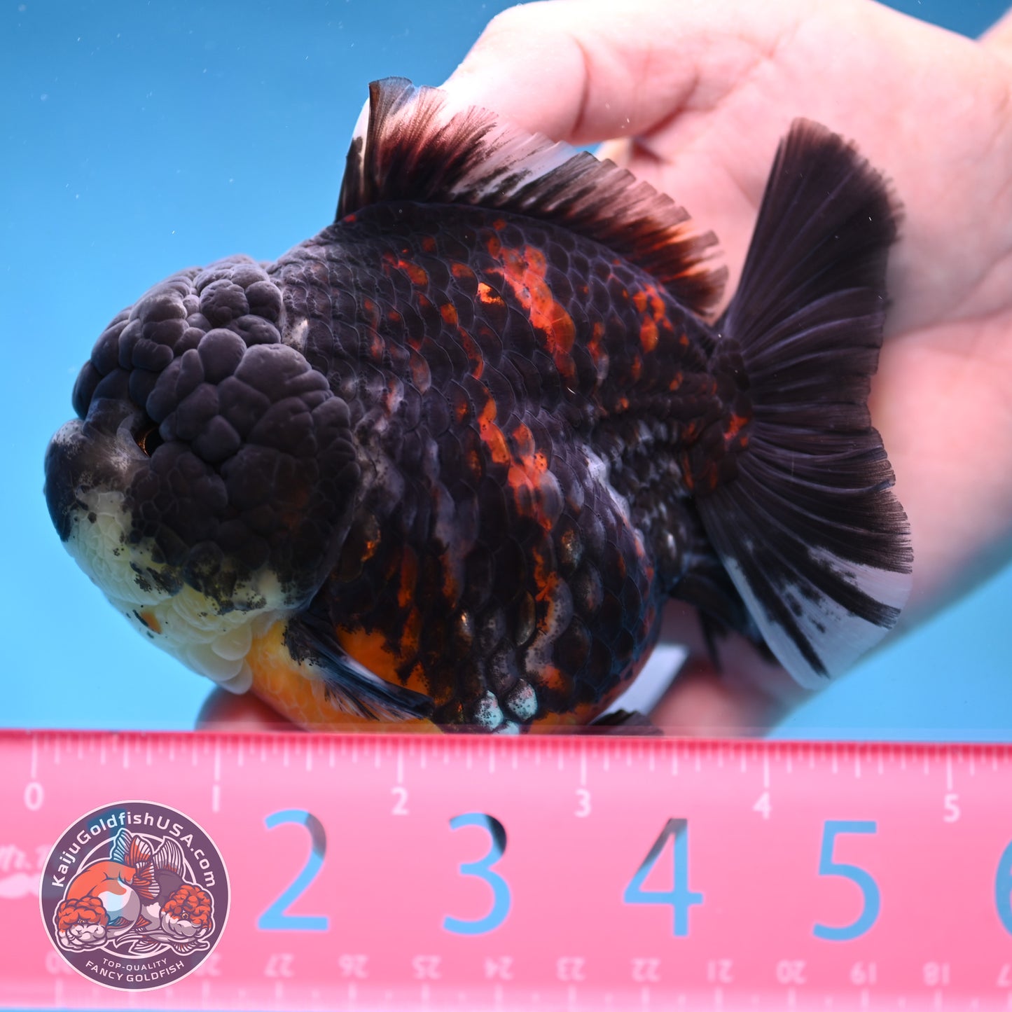 AAA Grade Heavy Ink Tiger Oranda 4 inch Body (251017_OR03)