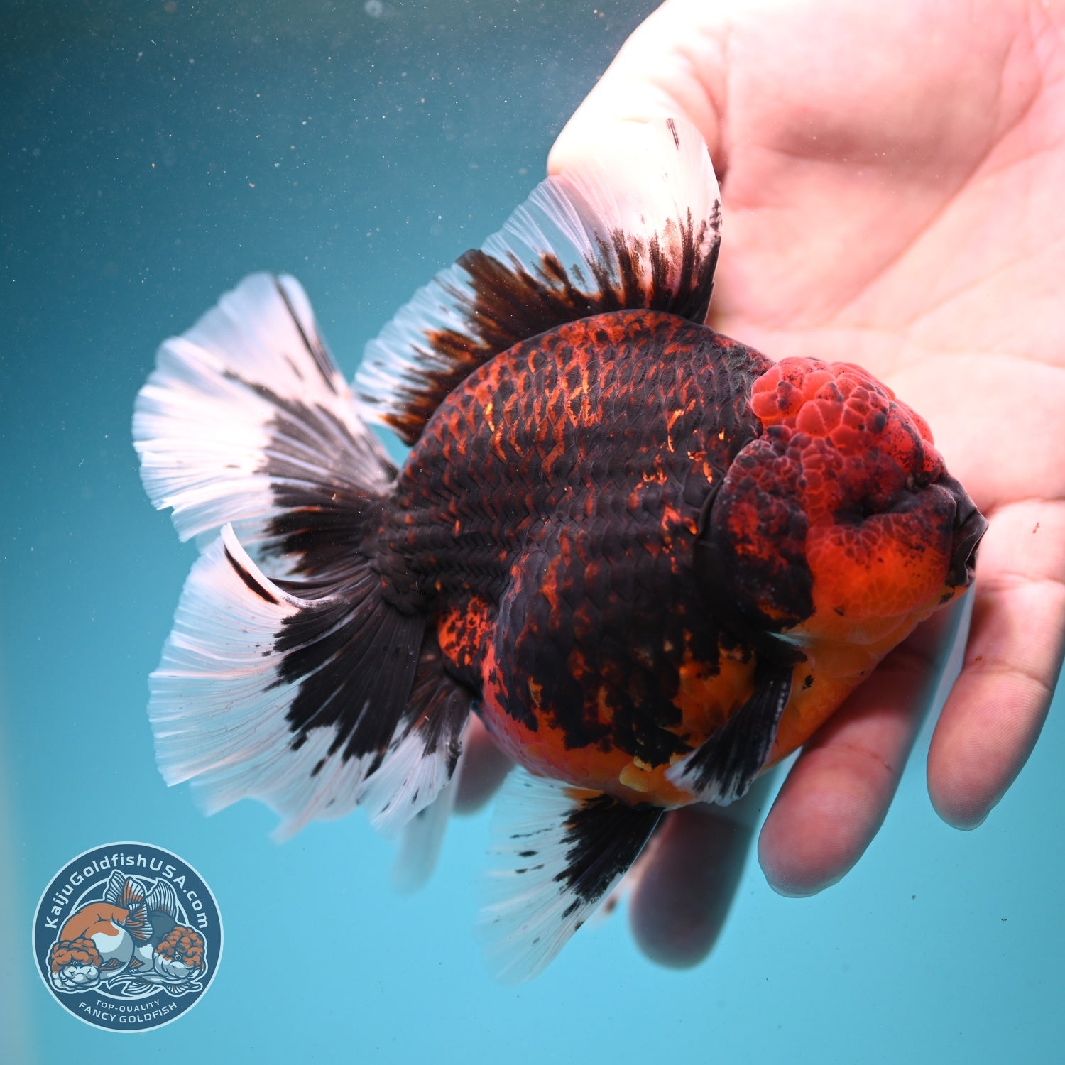 AAA Grade Heavy Ink Tiger Rose Tail Oranda 3.5 inch Body (260807_OR09)