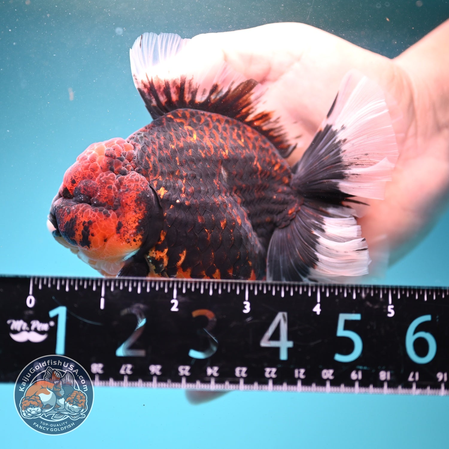 AAA Grade Heavy Ink Tiger Rose Tail Oranda 3.5 inch Body (260807_OR09)